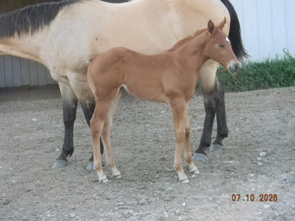 AQHA 2026 filly Oaks Hickory Winnie