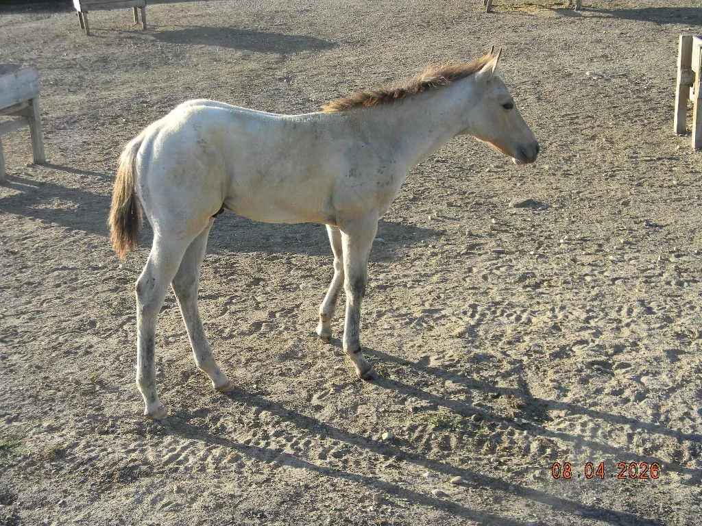 APHA 2026 Oaks Diamond Casino