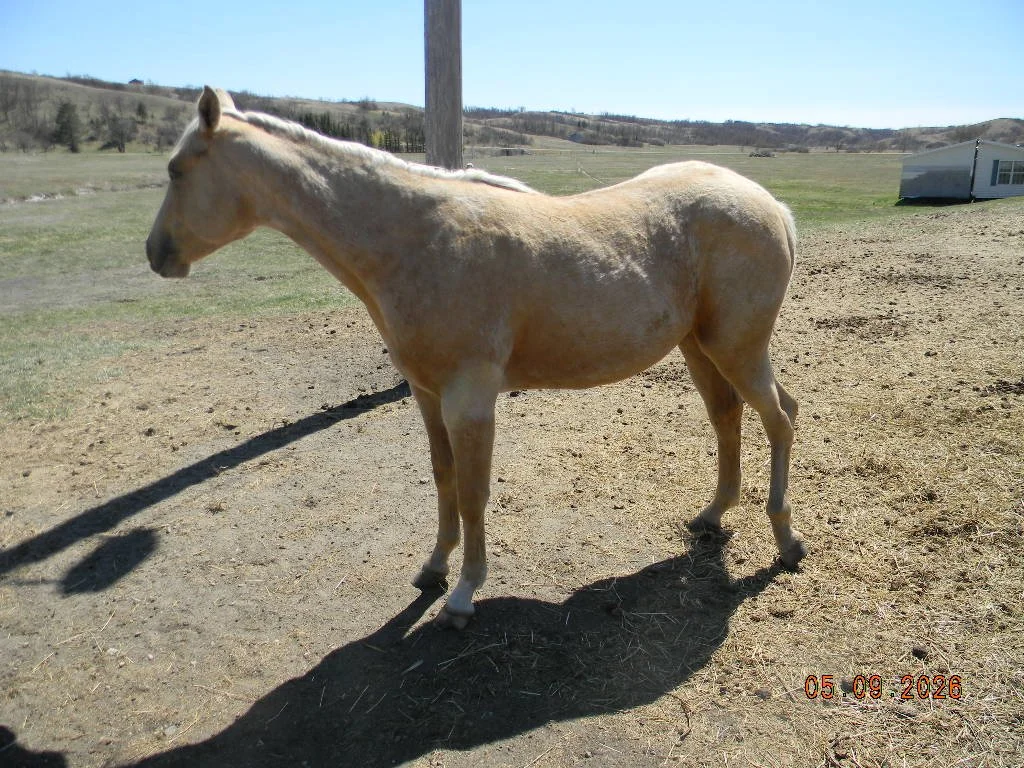 AQHA 2024 filly Oaks River Angel