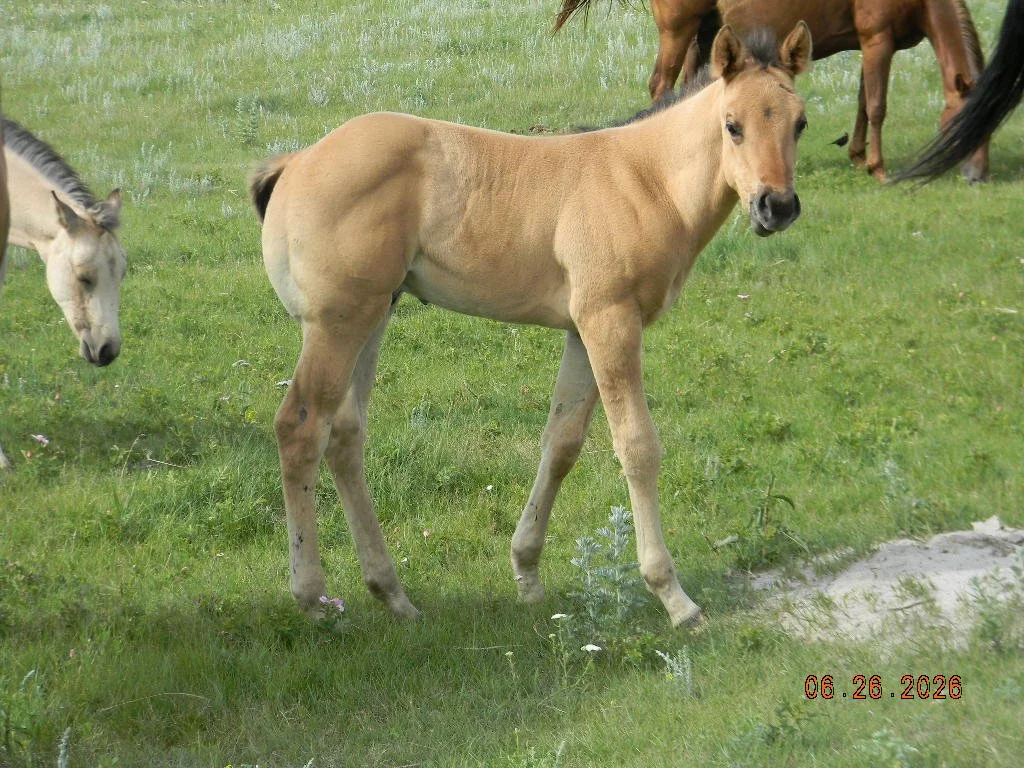 AQHA 2026 Oaks Mugsy Lynx 