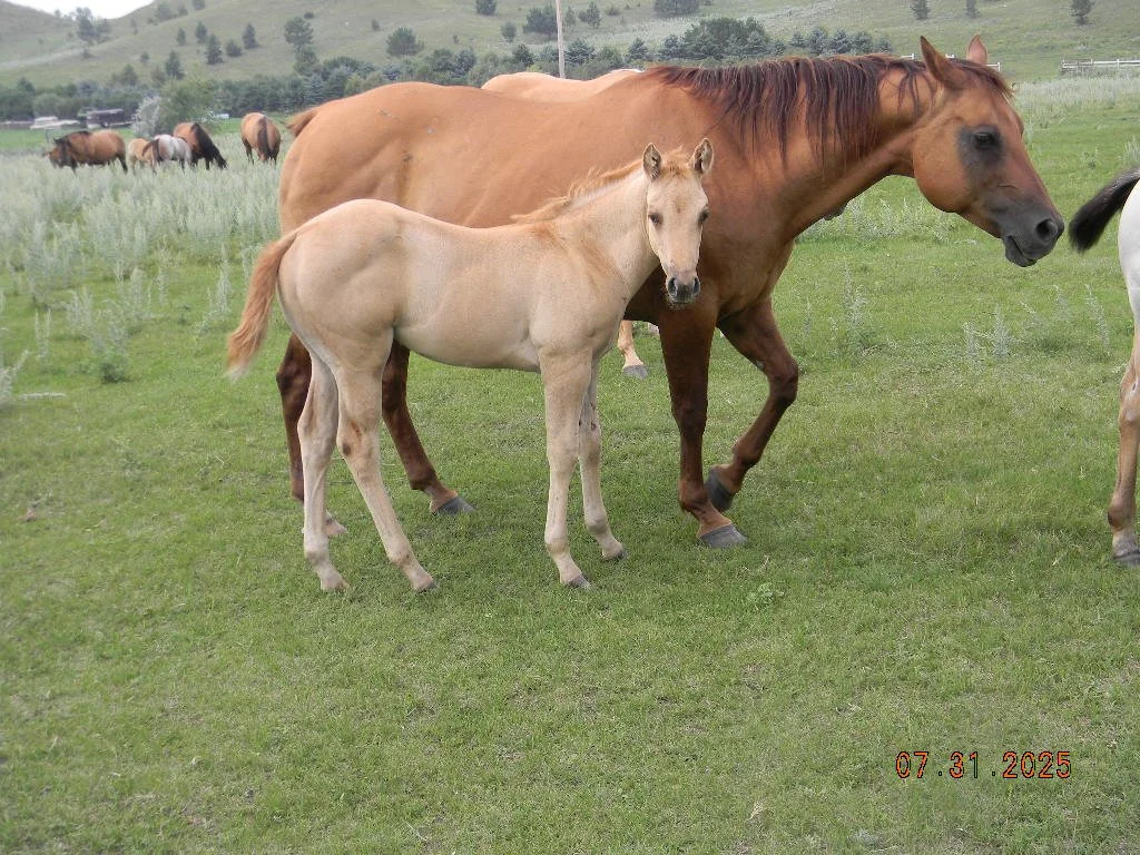 AQHA 2025 Buttercup