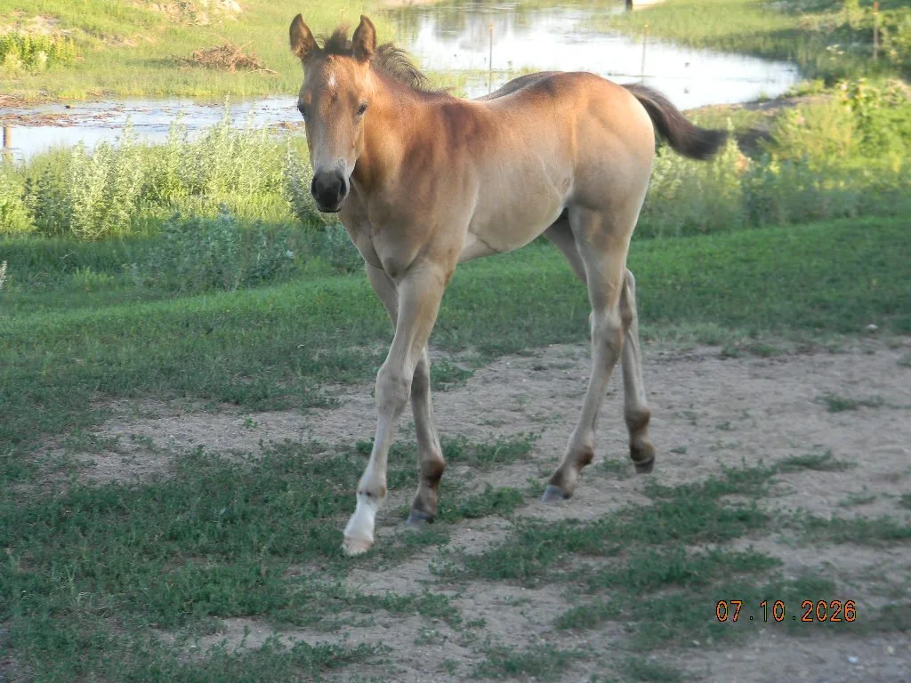 AQHA 2026 Oaks Two ID Cooper