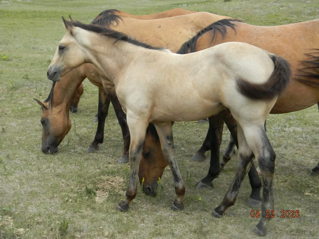 AQHA 2026 Oaks Bueno Magnum
