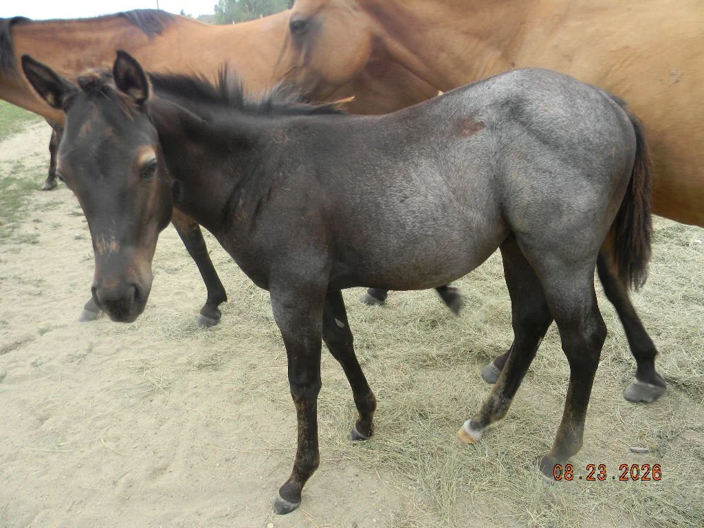 AQHA 2026 colt Thunder