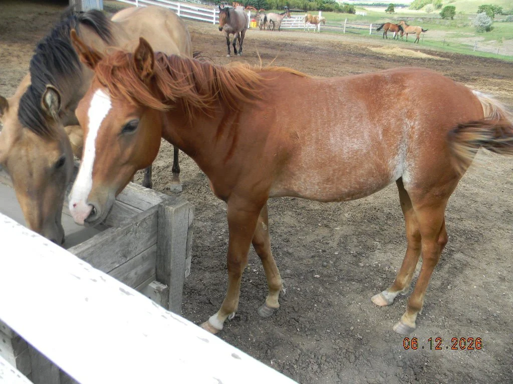 DSCN1658.JPG