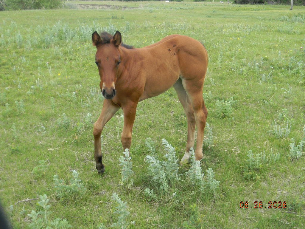 AQHA 2026 Oaks Durby Kitty 