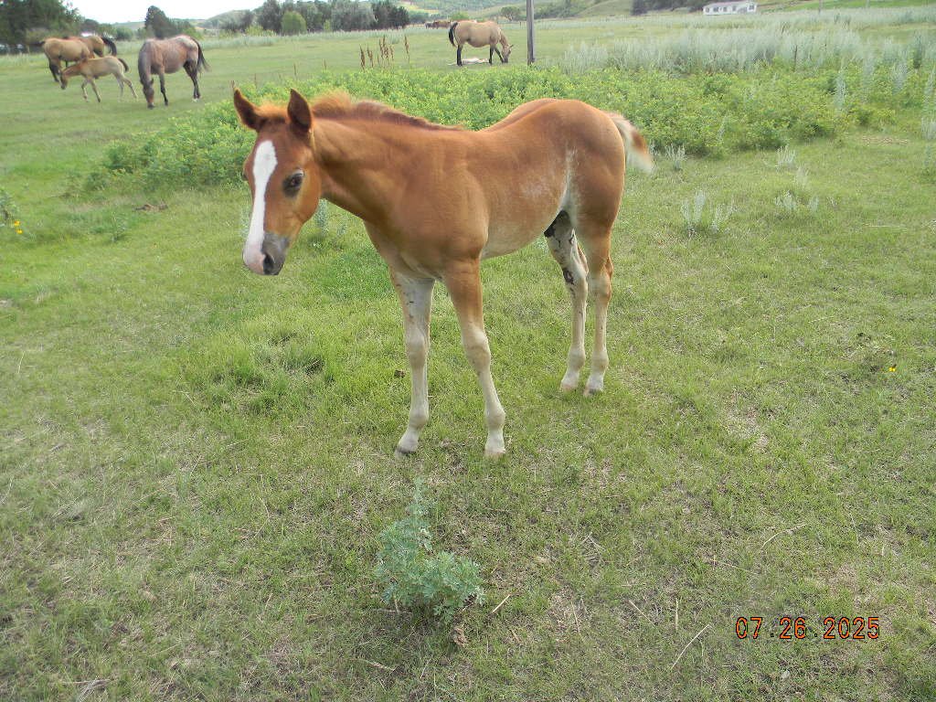 AQHA 2025 colt Oaks Two ID Chuchu