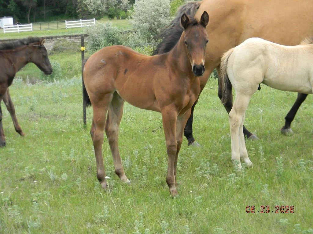 AQHA 2026 Oaks Rockin Clover