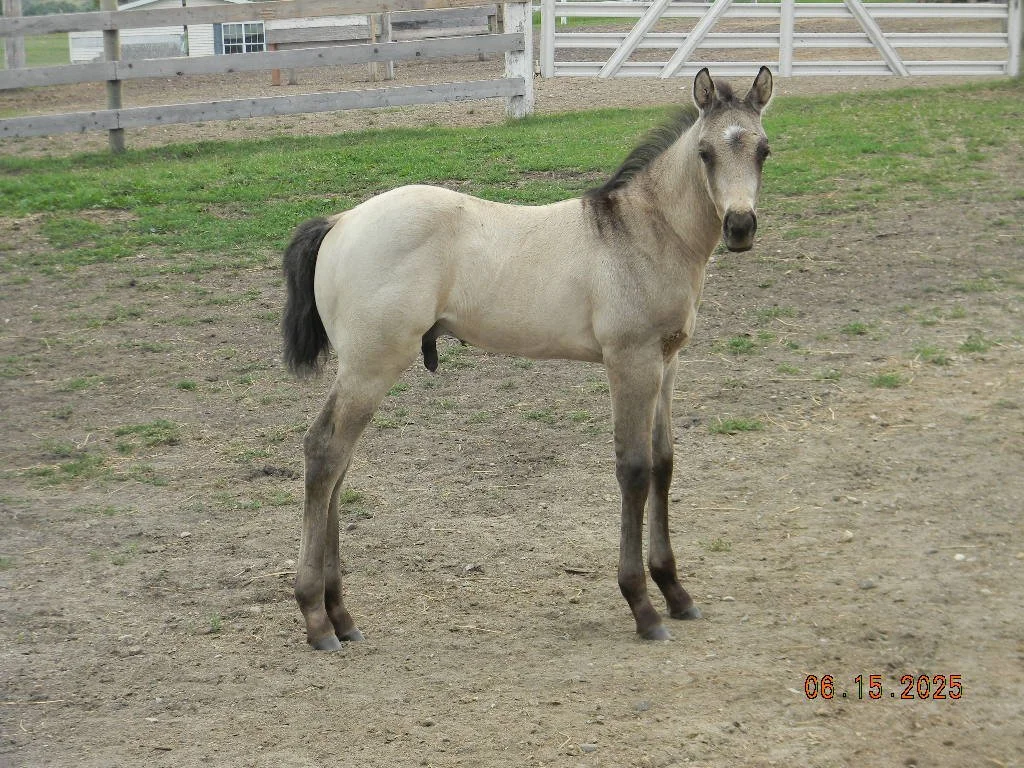 AQHA 2025 Gabby