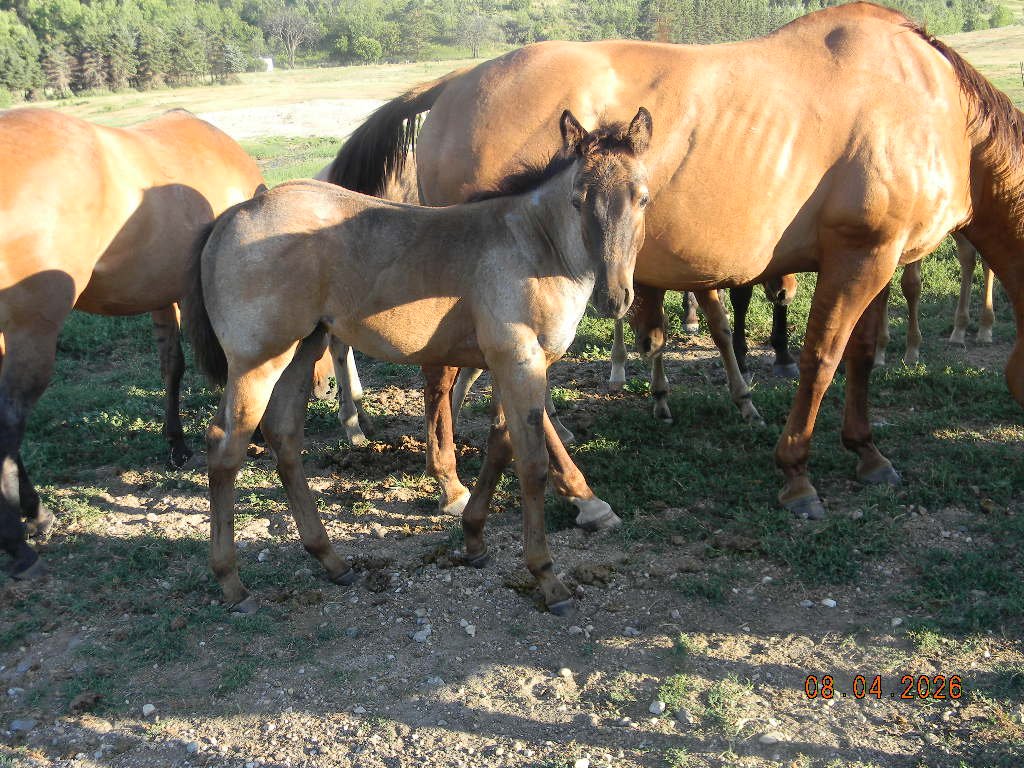 AQHA 2026 Oaks Moonlight