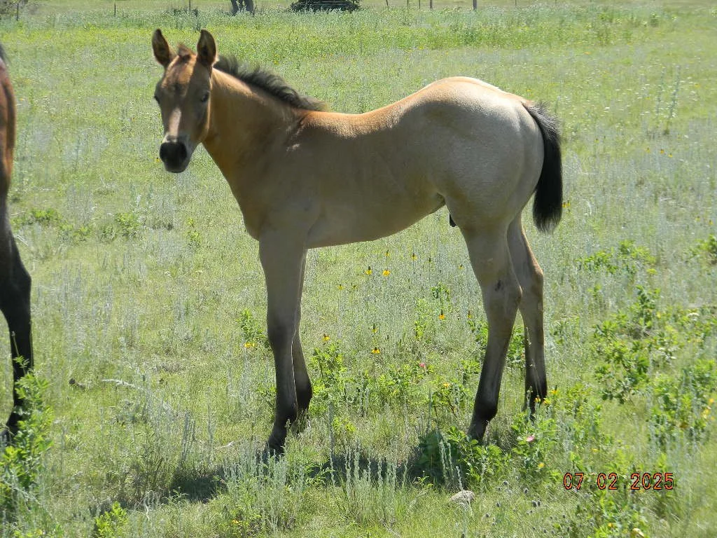 AQHA 2025 Jasper
