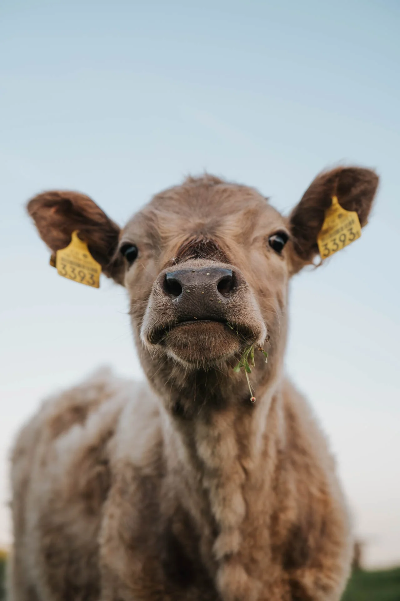 Kalb_Tierfotografie.jpg