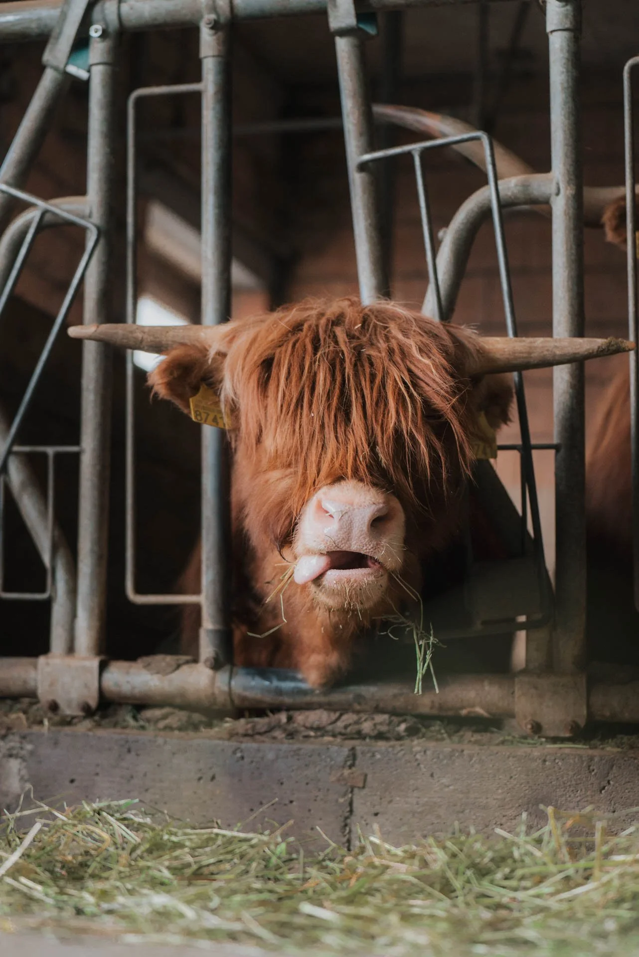 Hochlandrind_Tierfotografie.jpg