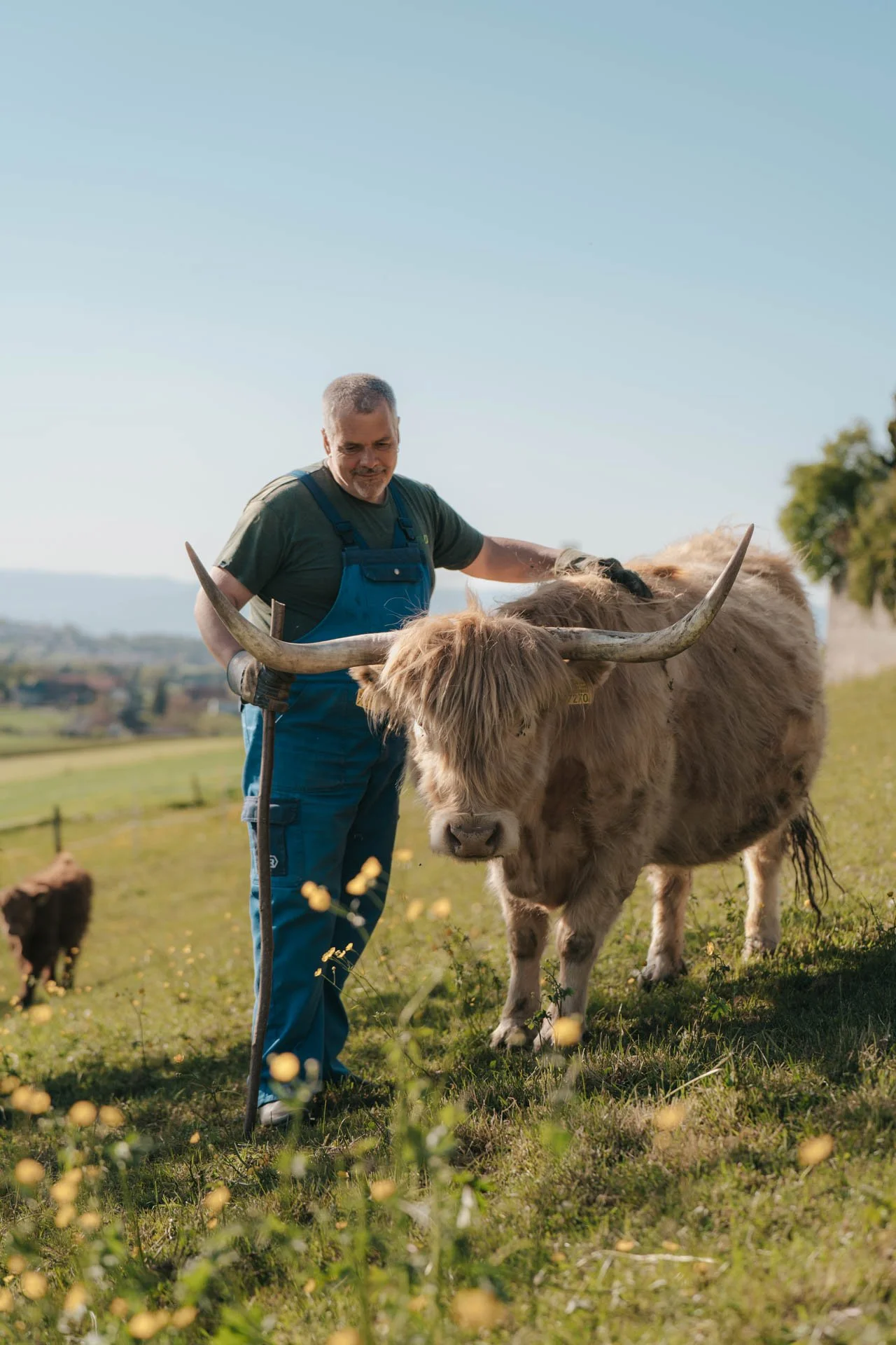 HochlandrindBauer_Tierfotografie.jpg
