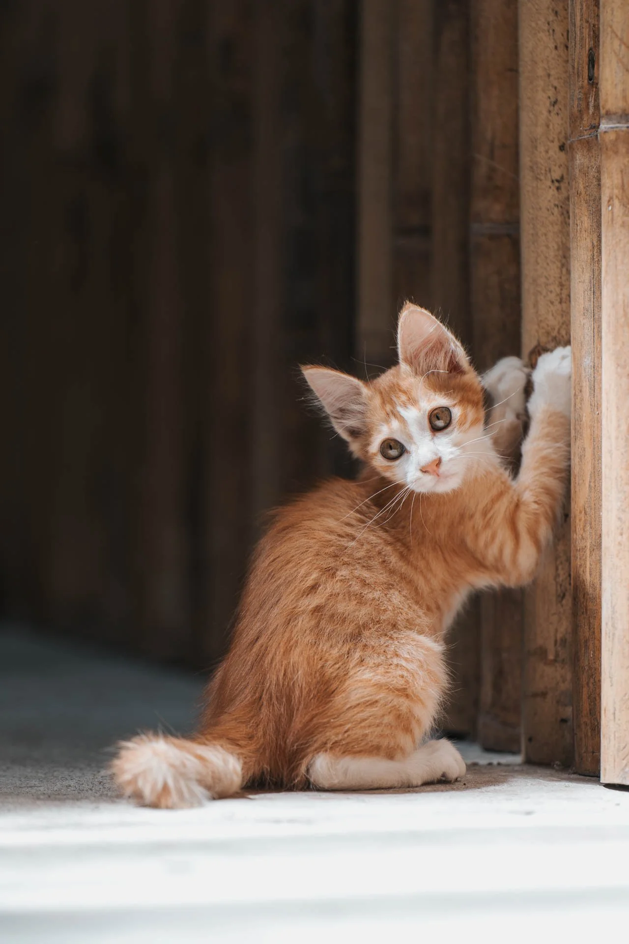 Katze_Tierfotografie.jpg