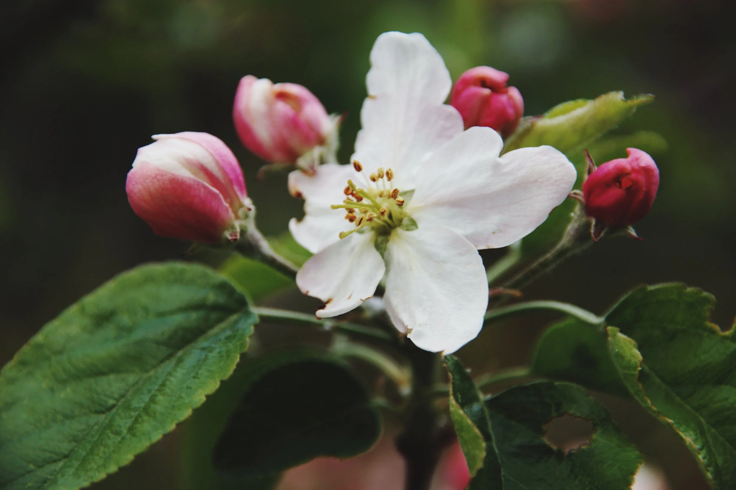Foto-Blumen.jpg