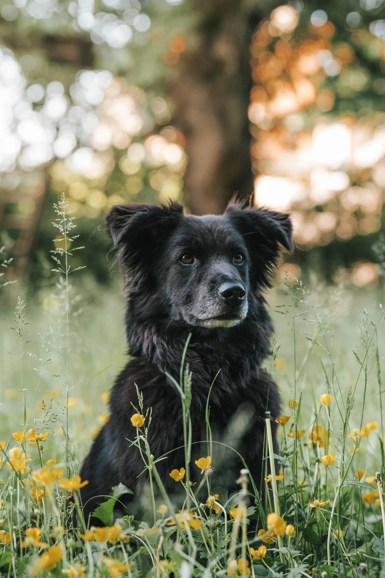 Hund_Tierfotografie_2.jpg