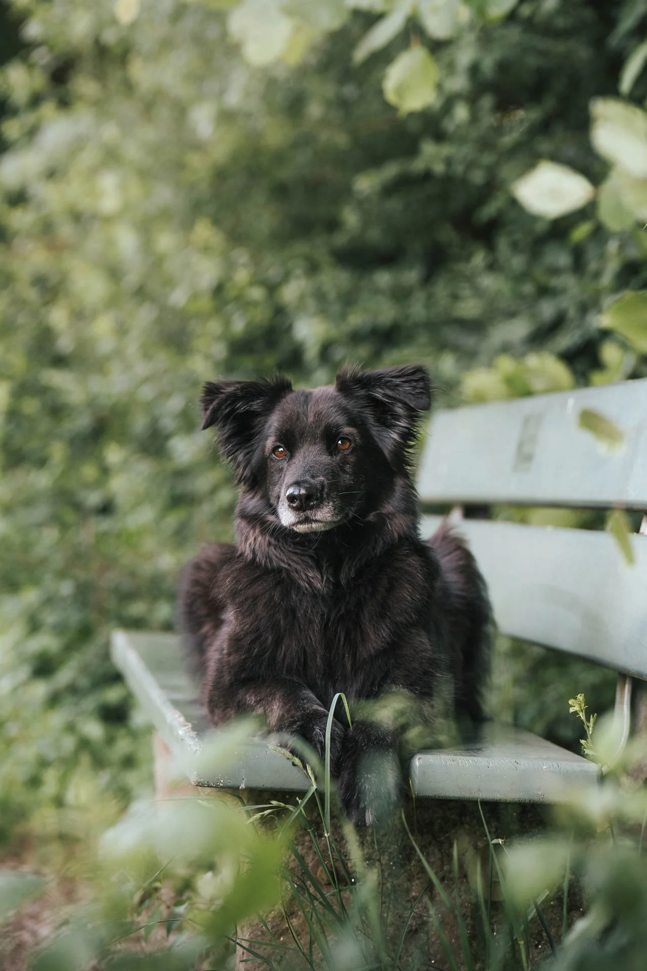 Hund_Tierfotografie.jpg
