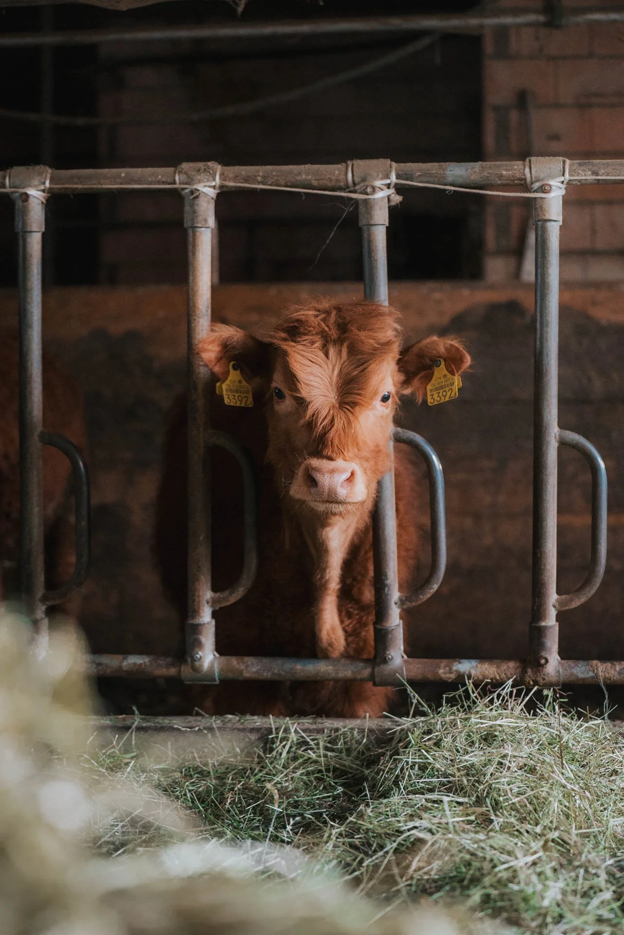 Rind_Tierfotografie2.jpg