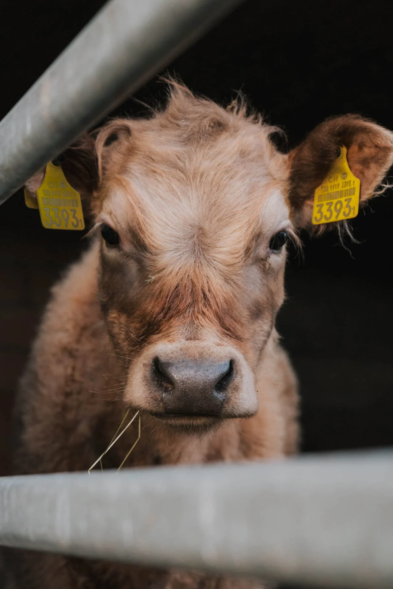 Rind_Tierfotografie.jpg