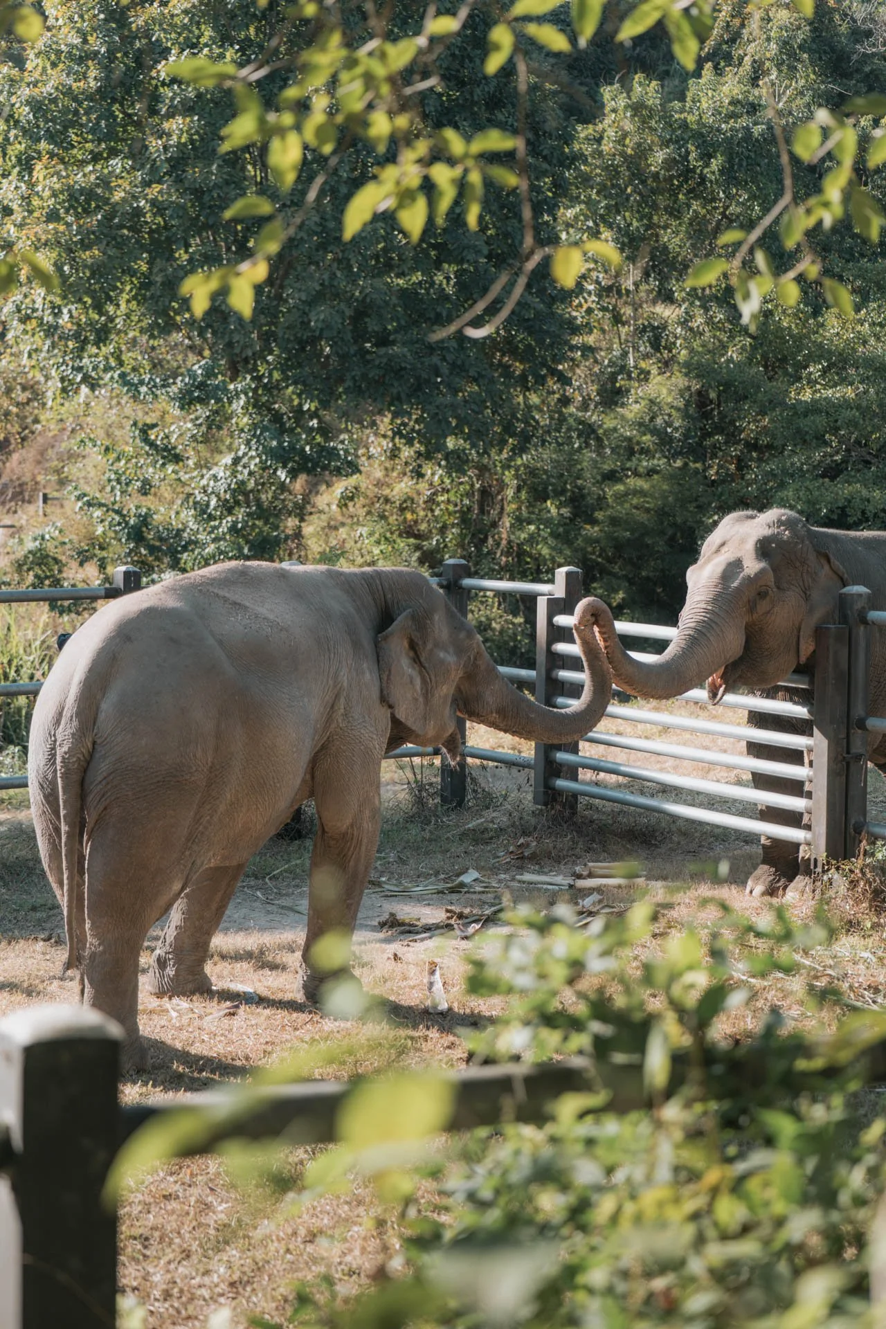 Elefanten_Tierfotografie.jpg