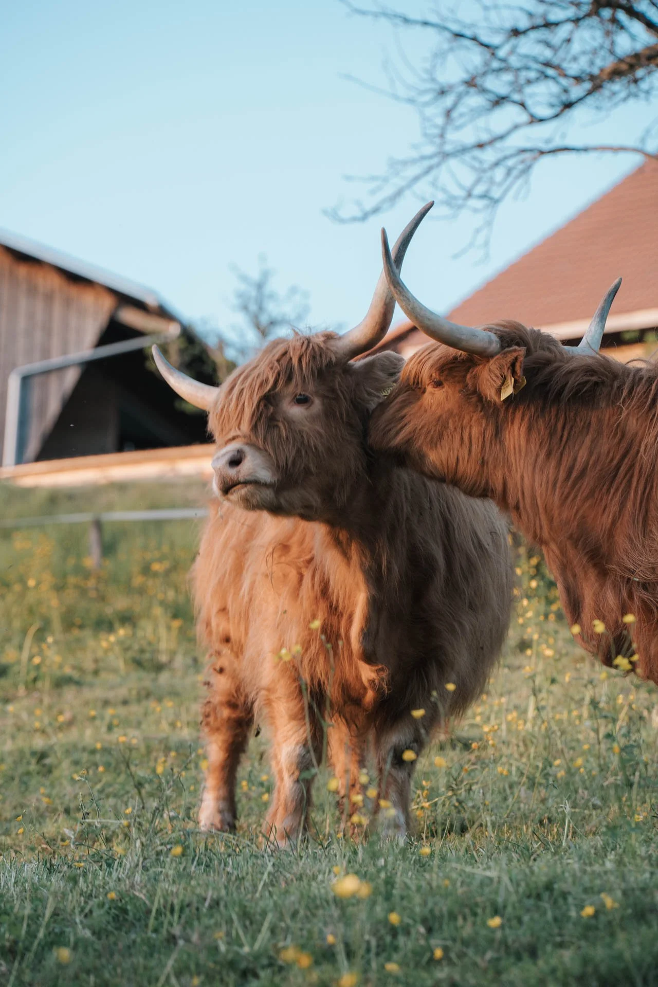 Hochlandrind_Tierfotografie2.jpg