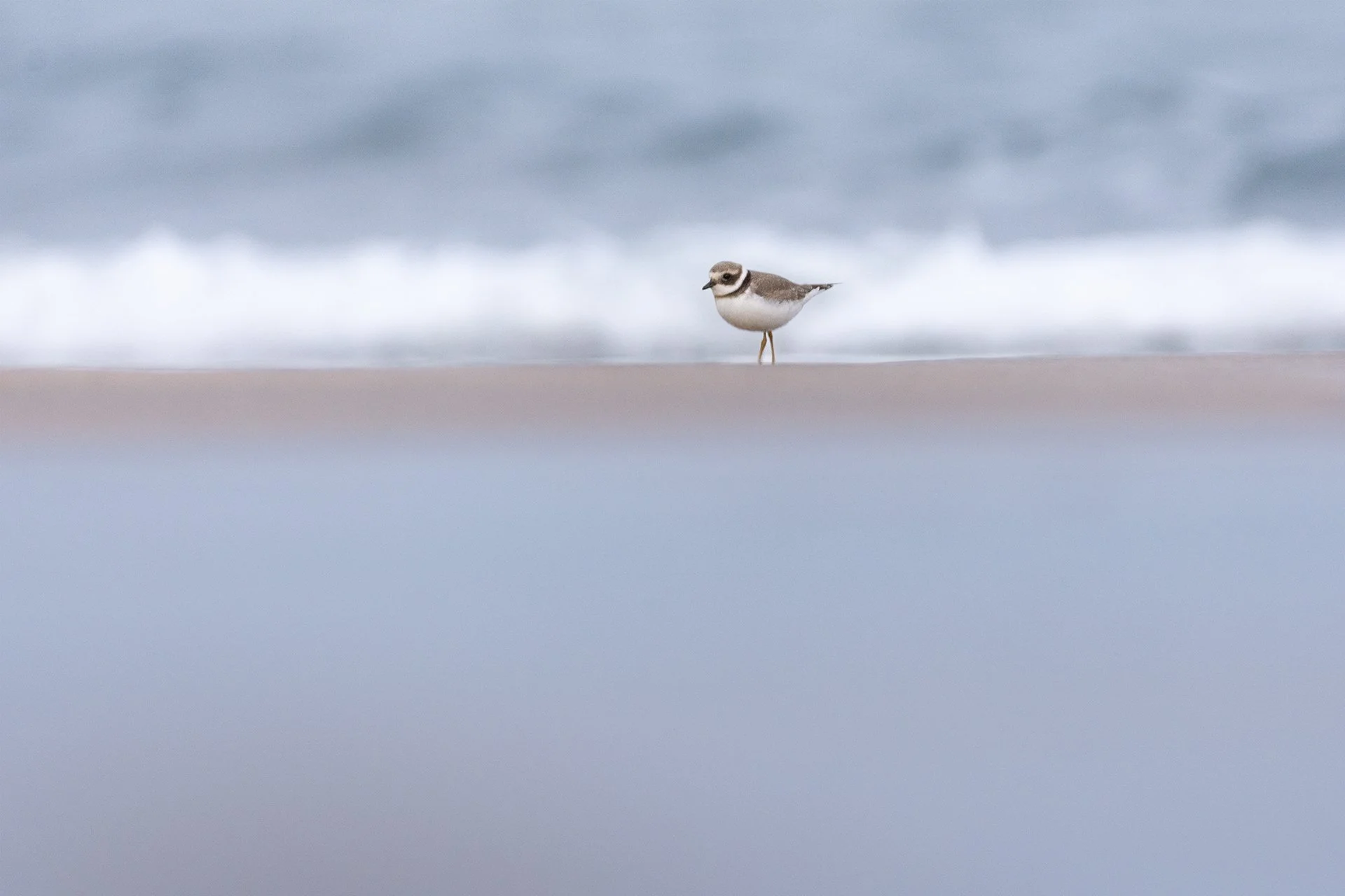 Plover bluescape.jpg