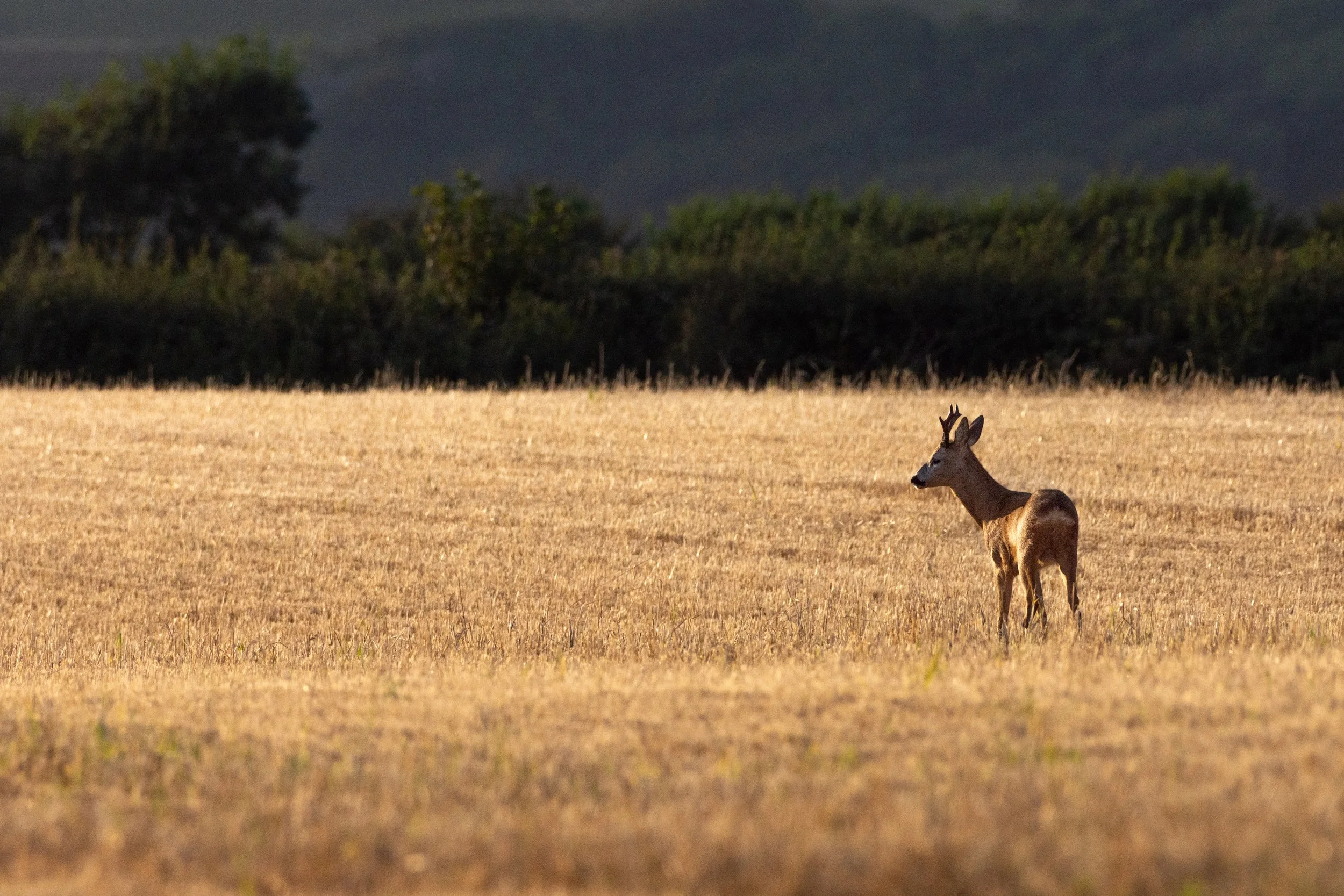 Rosie Atilla deer landscape high res.jpg
