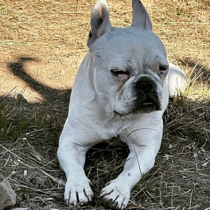 Gracie snoopervising everything