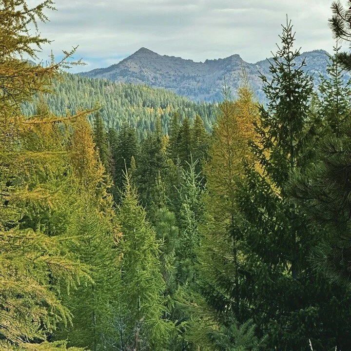 Fall view of the forest and mountains...
