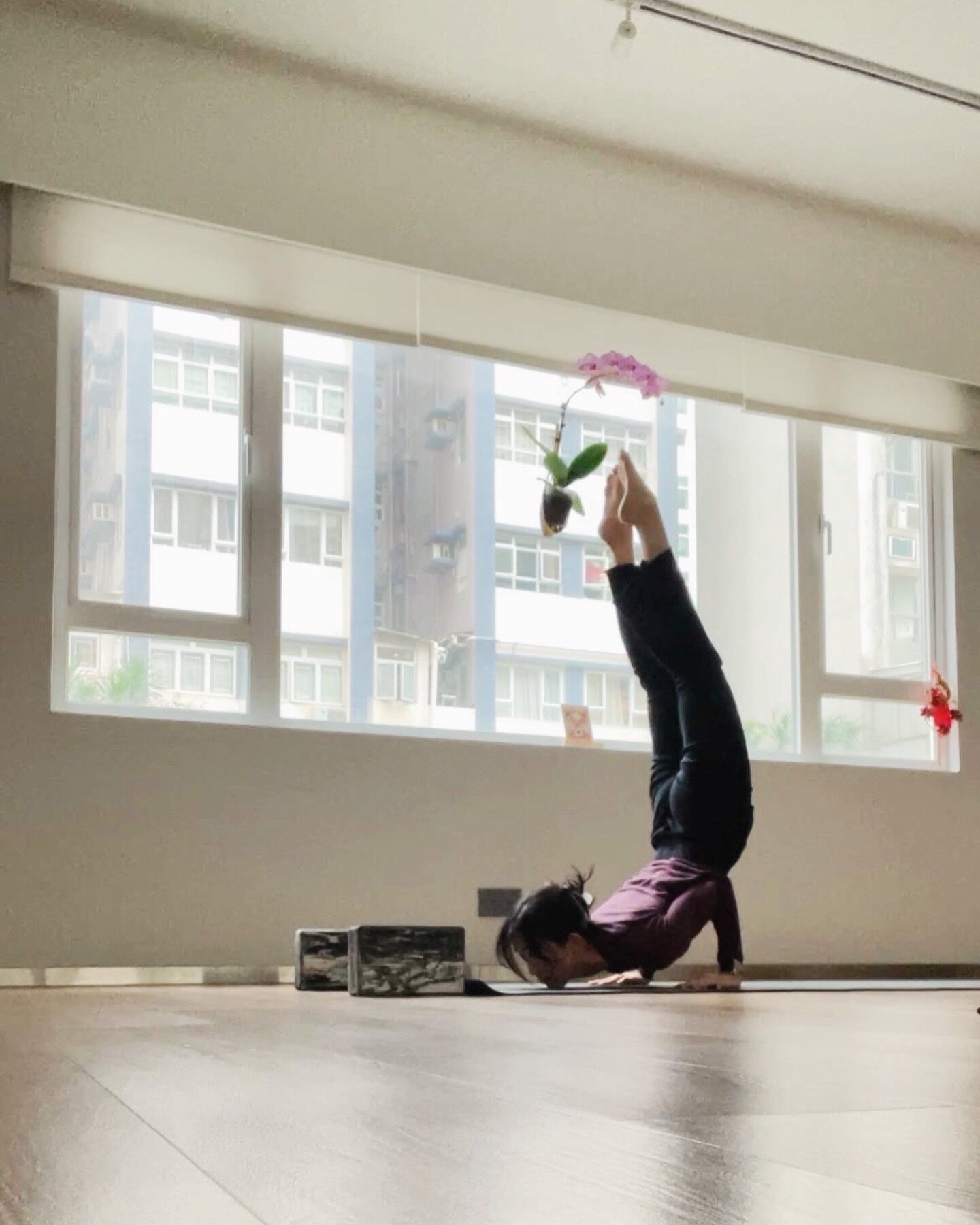 Beautiful GandaBherundasana - Chin Stand by teacher Kammy @kammyoga 🧘🏻&zwj;♀️✨

Join her class on every Sunday afternoon:
&bull; 1 pm Upside Down Foundation 
&bull; 2:15 pm Back Care Yoga