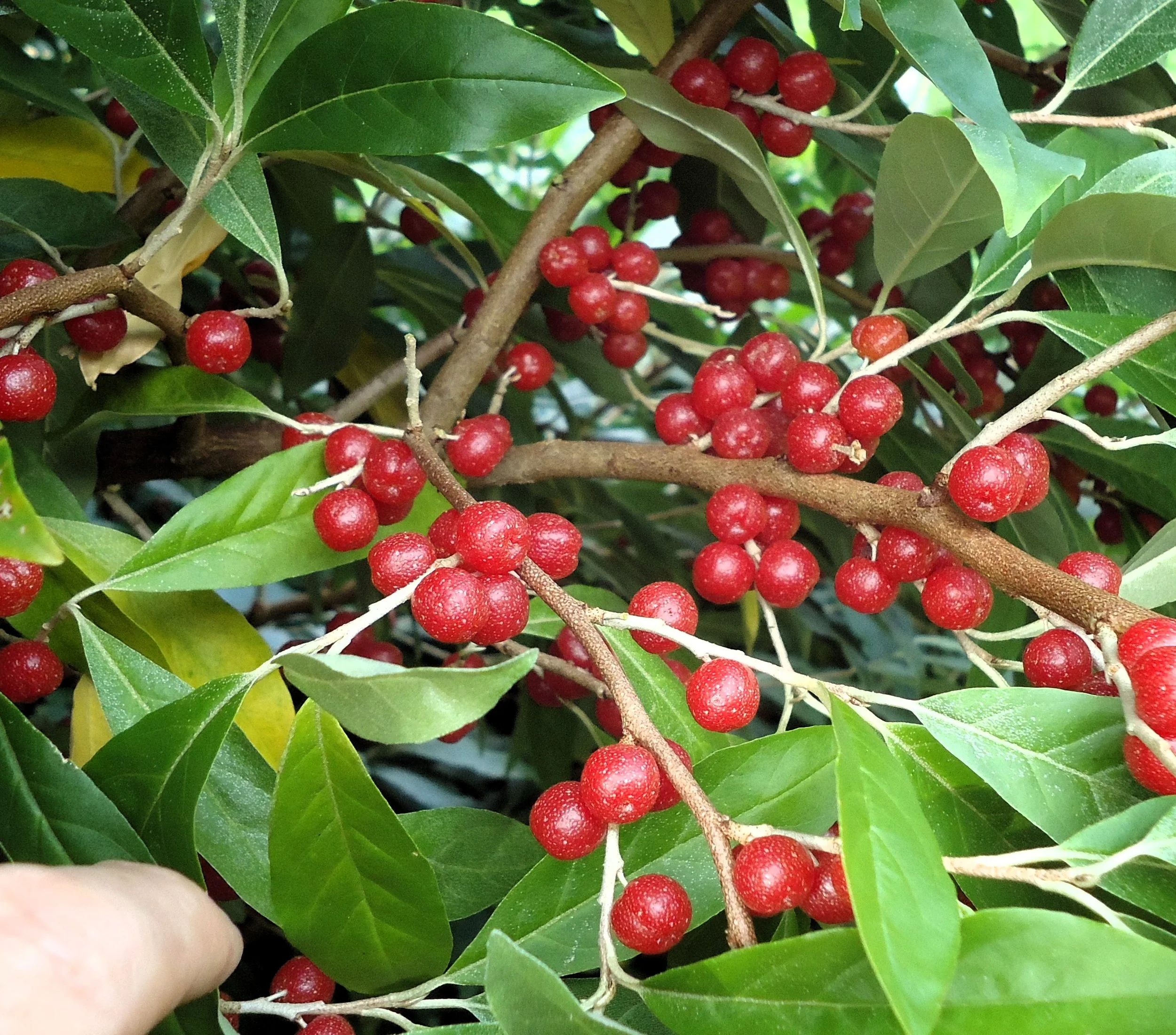 Autumn Olive Elaeagnus umbellata v:Pointella amoroso