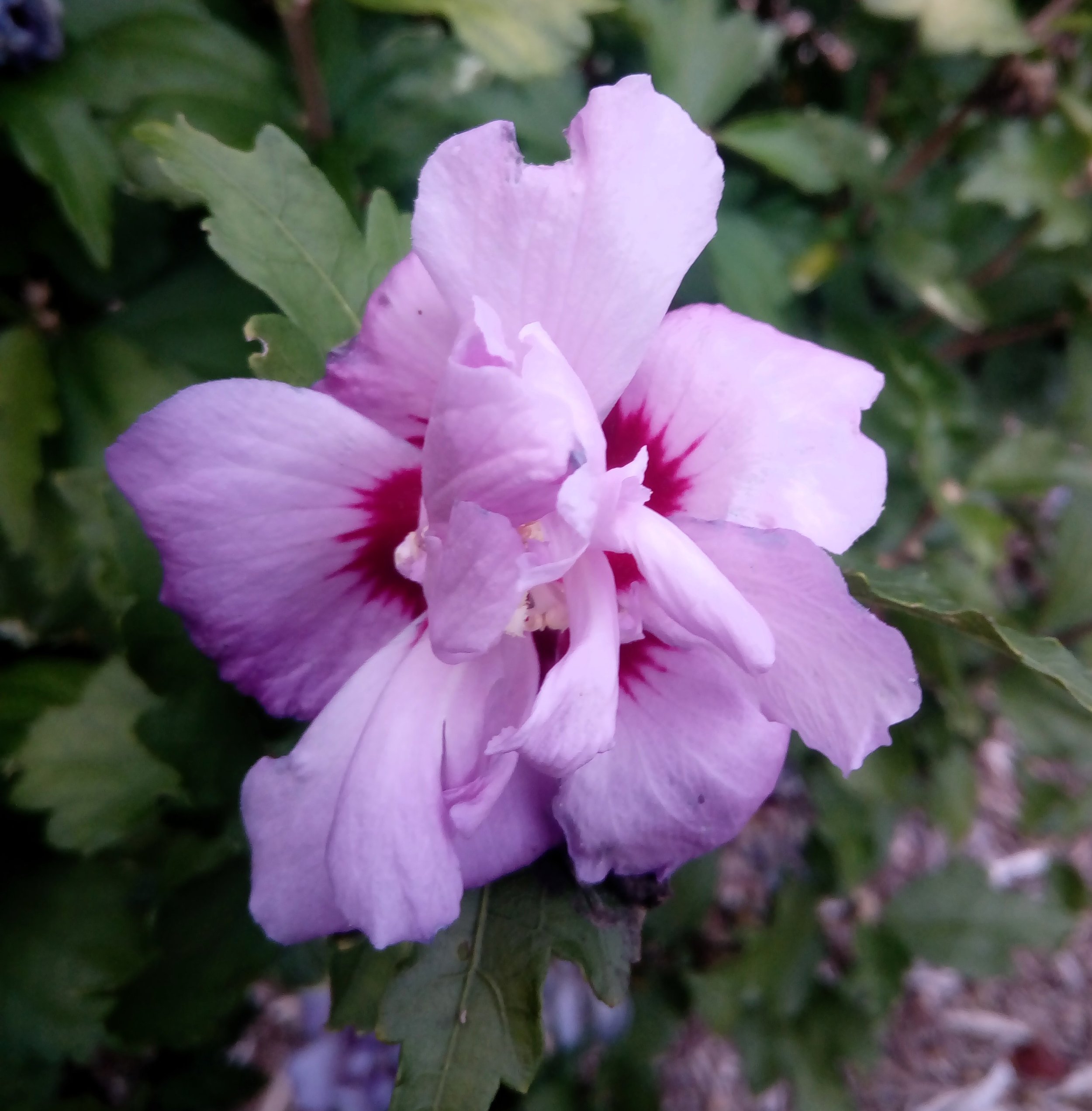 Hibiscus Cabaret2.jpg