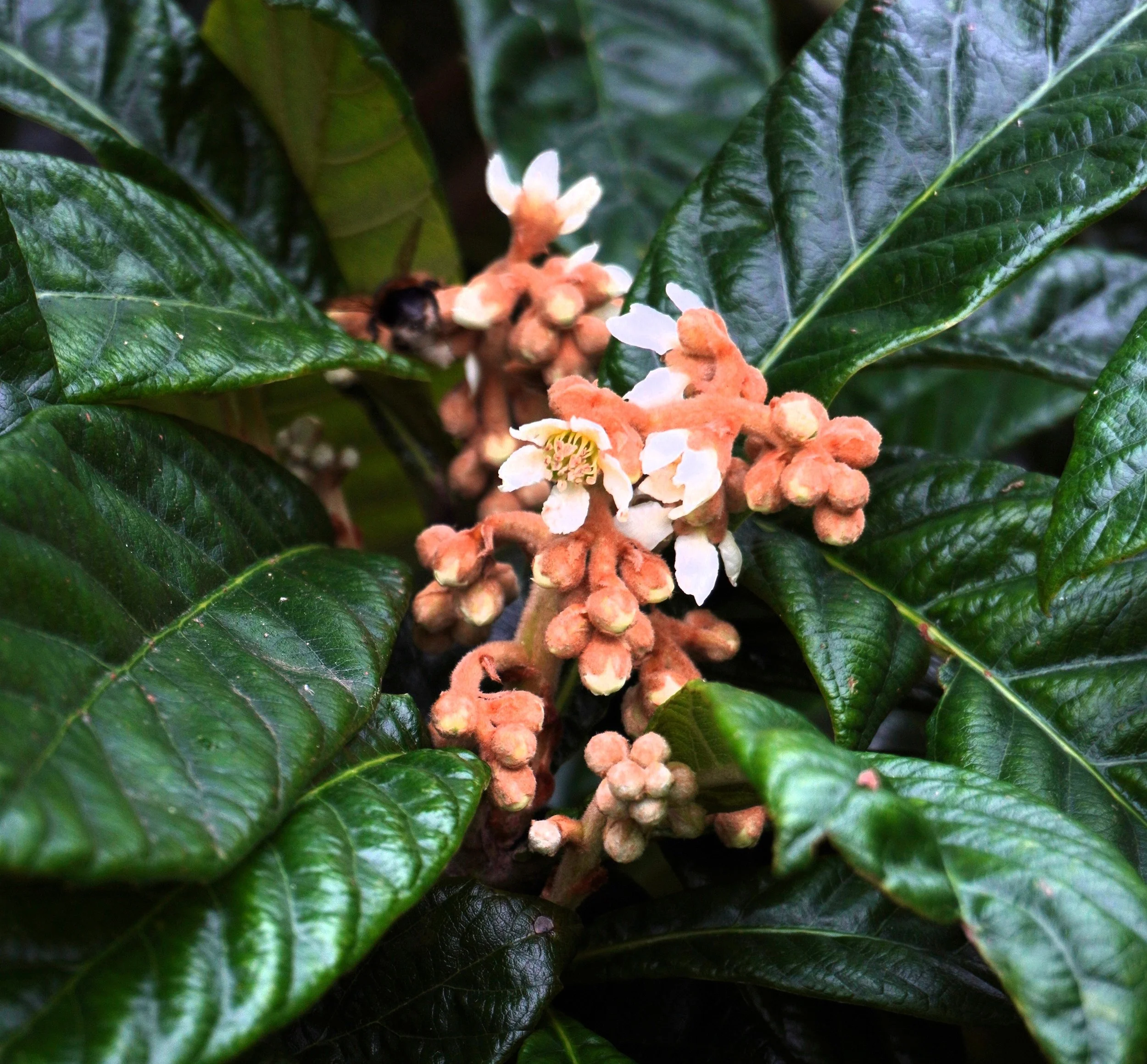 Eriobotrya japonica v3.jpg