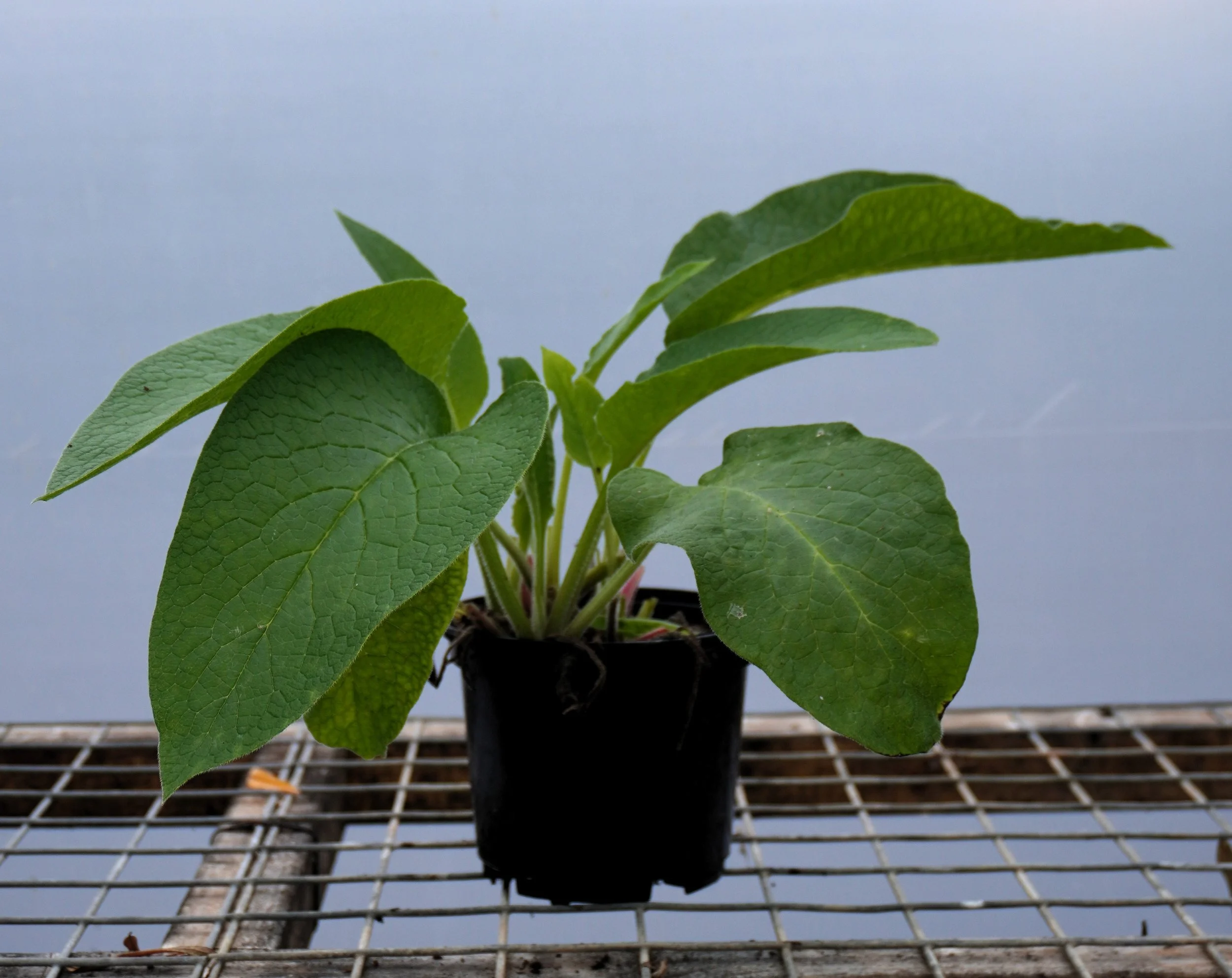 Comfrey   (Symphytum uplandicum)  Cultivar: Boking 14