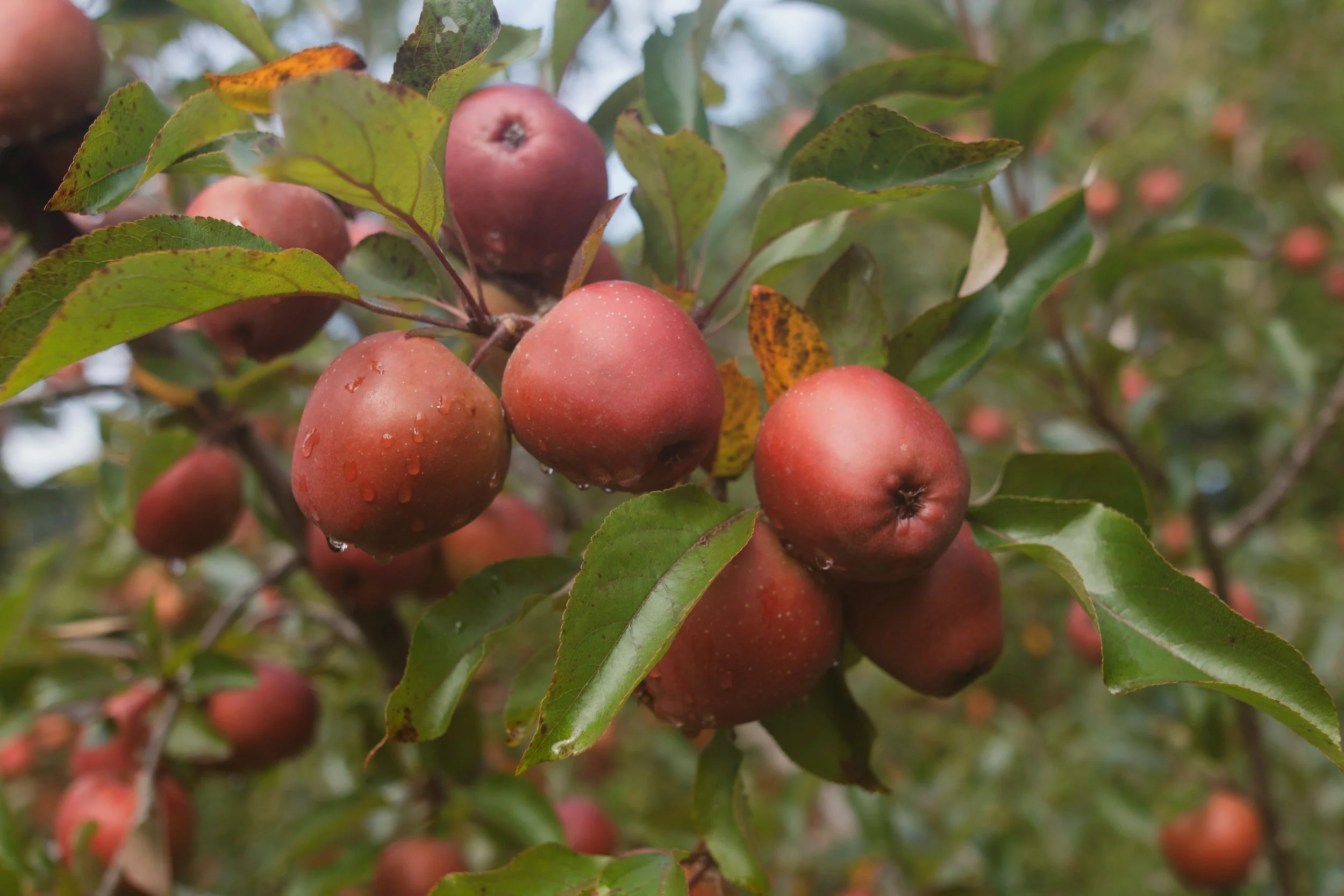 Molly's Red apple tree