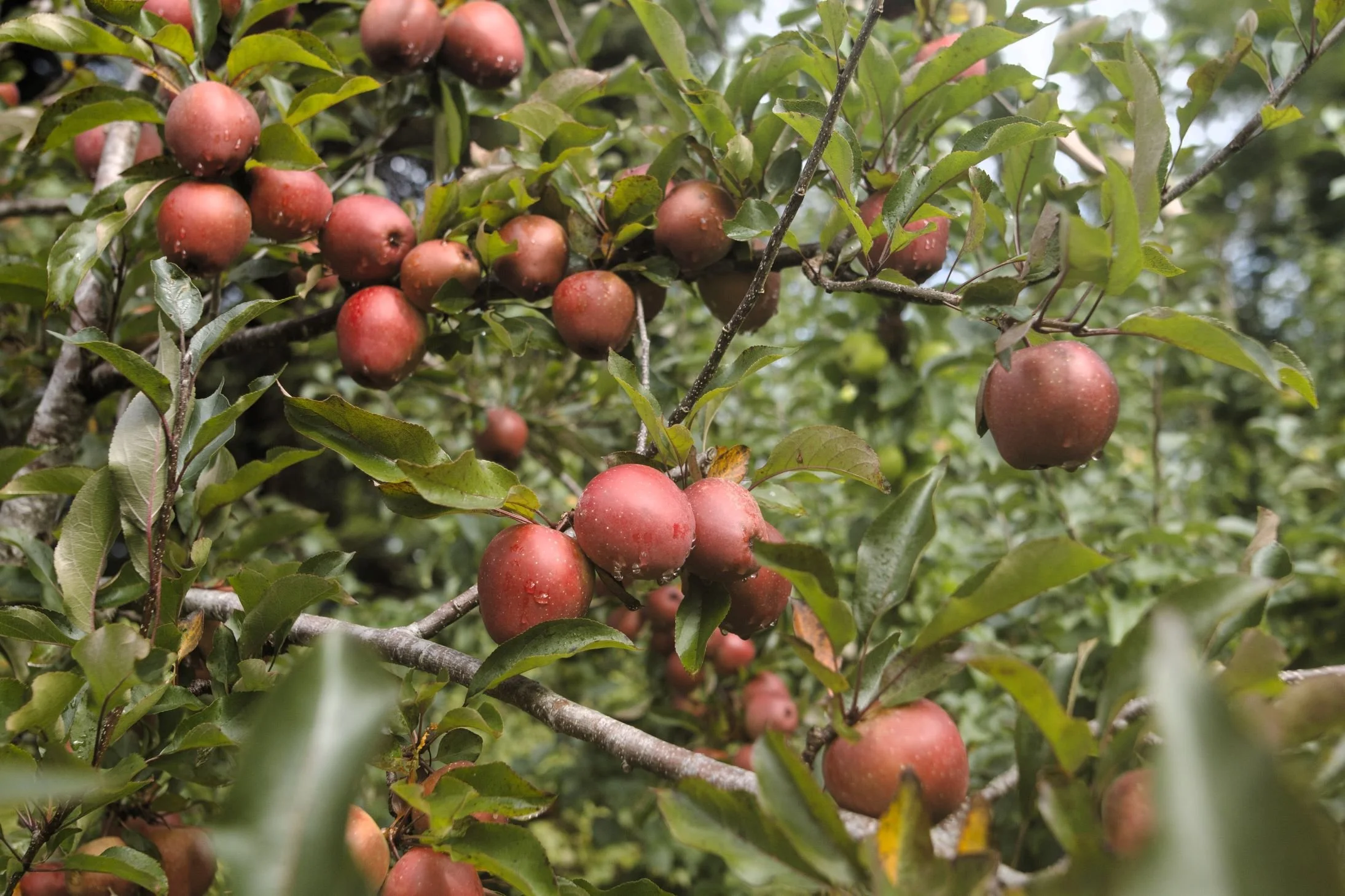 Molly's red apple tree