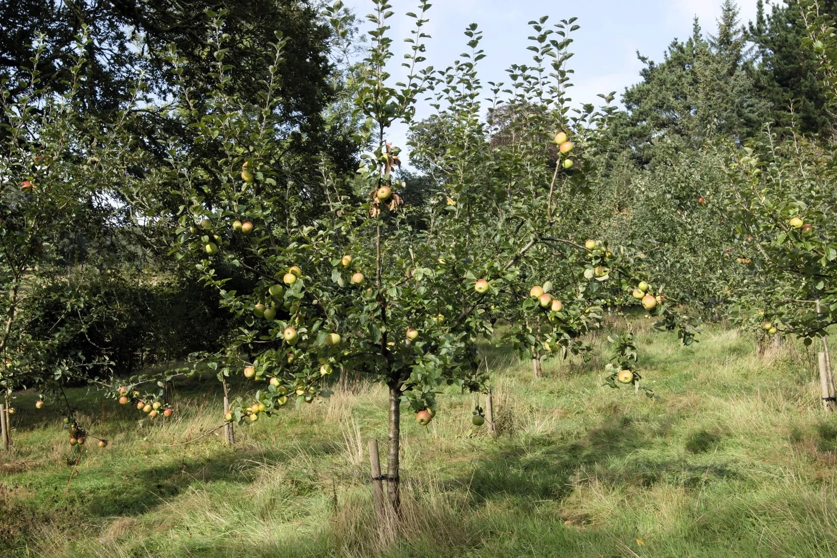 Tregonna King apple