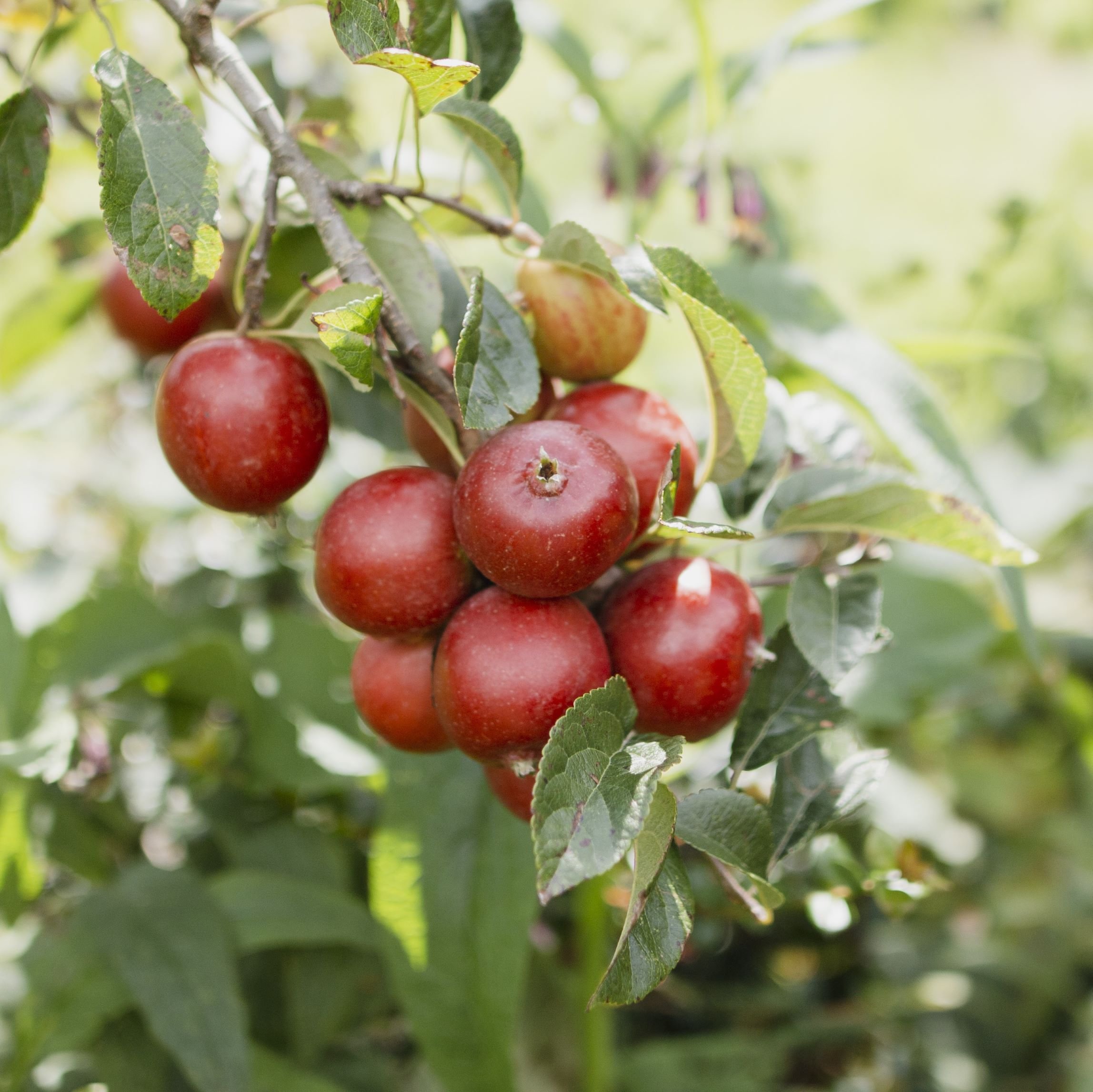 Rose hip crab apple