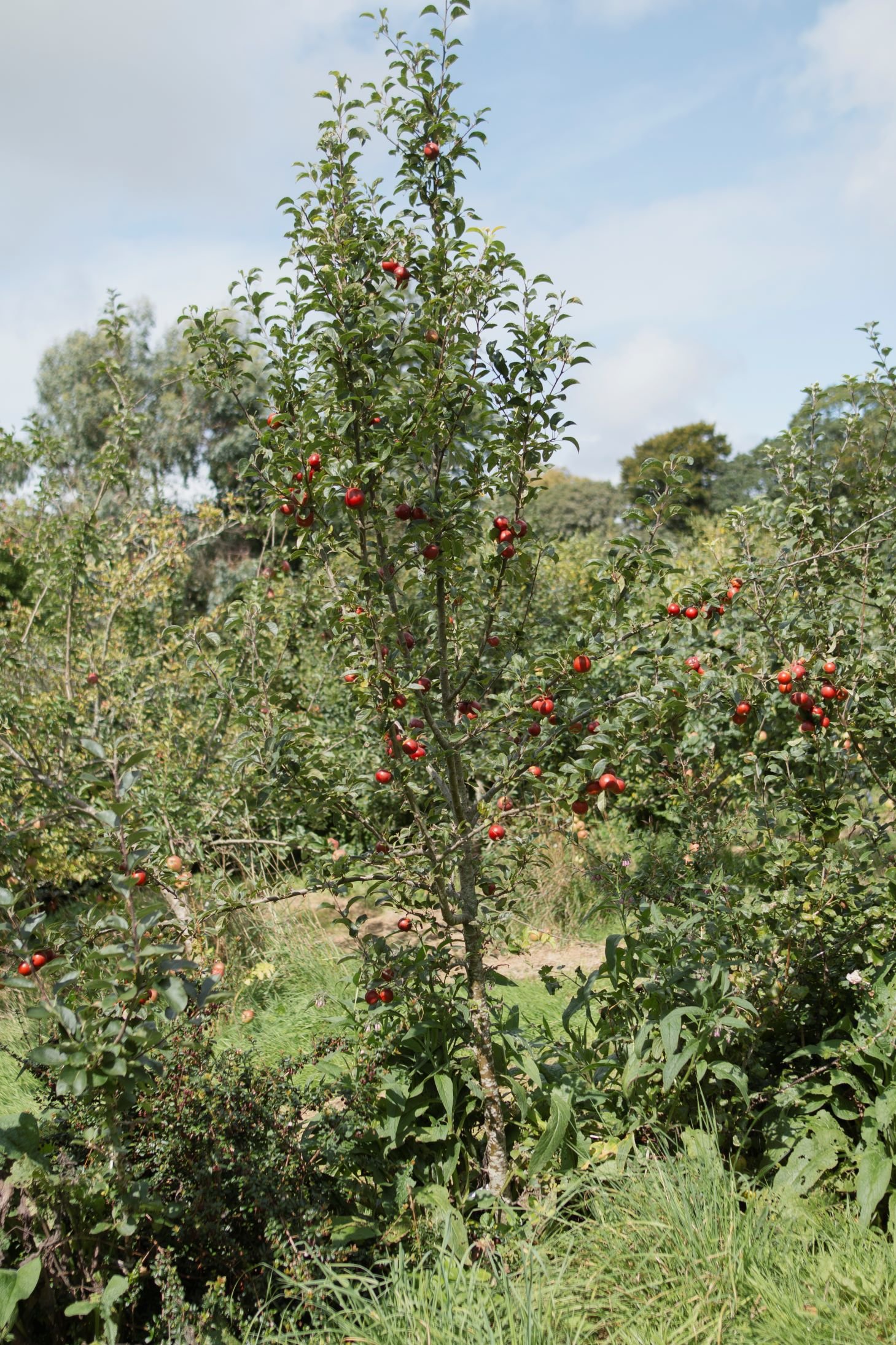 Rose hip crab apple