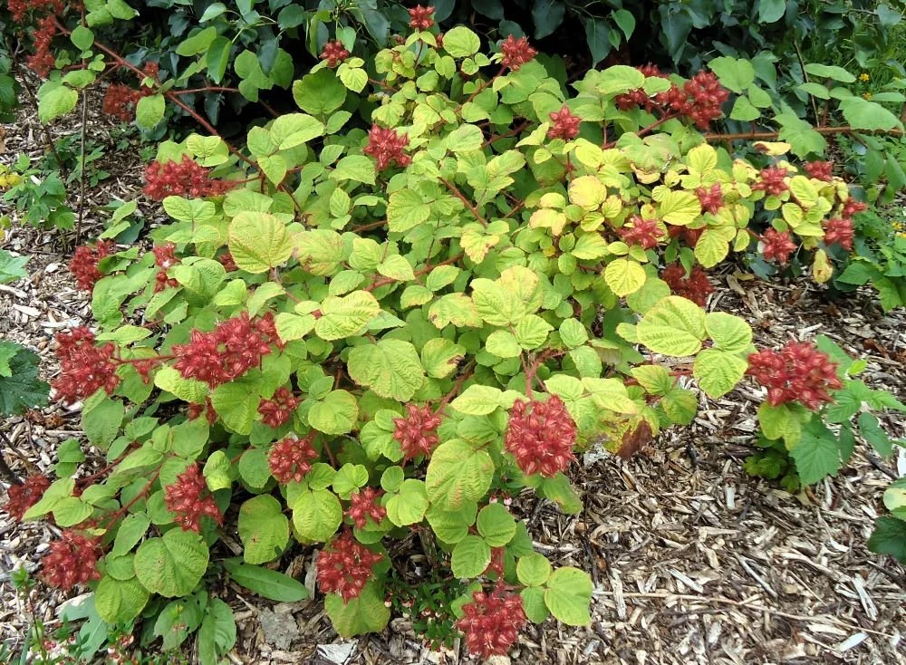 Japanese wine berry (Rubus phoenicolasius)  The Forest Garden Falmouth