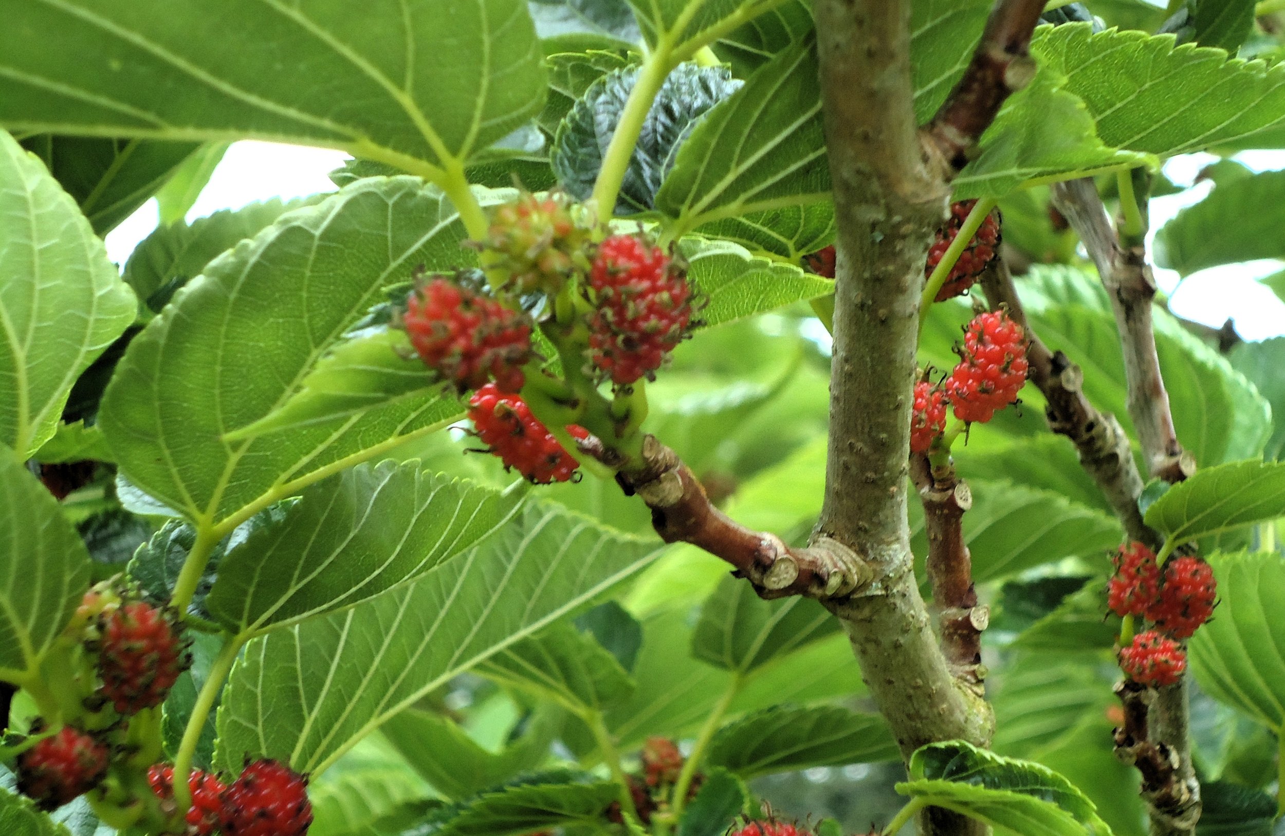Mulberry: Illinois everbearing (Morus rubra)