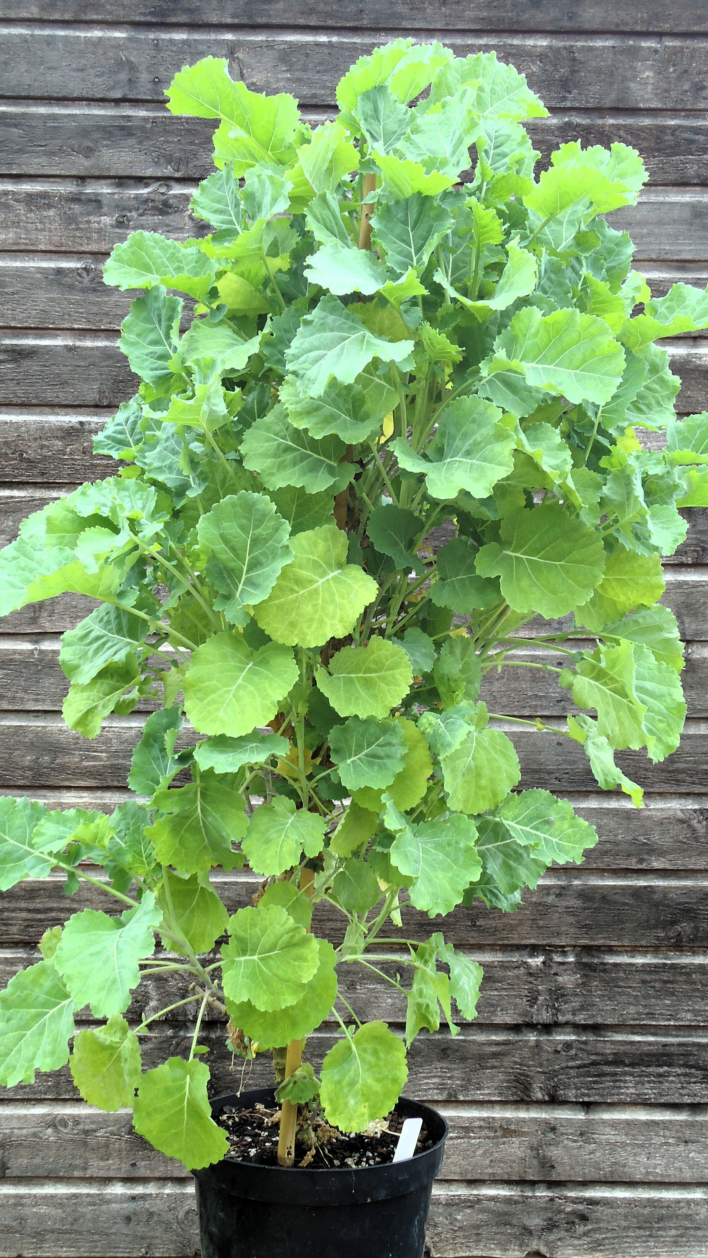 Kale, Daubento's 2nd picture.jpg