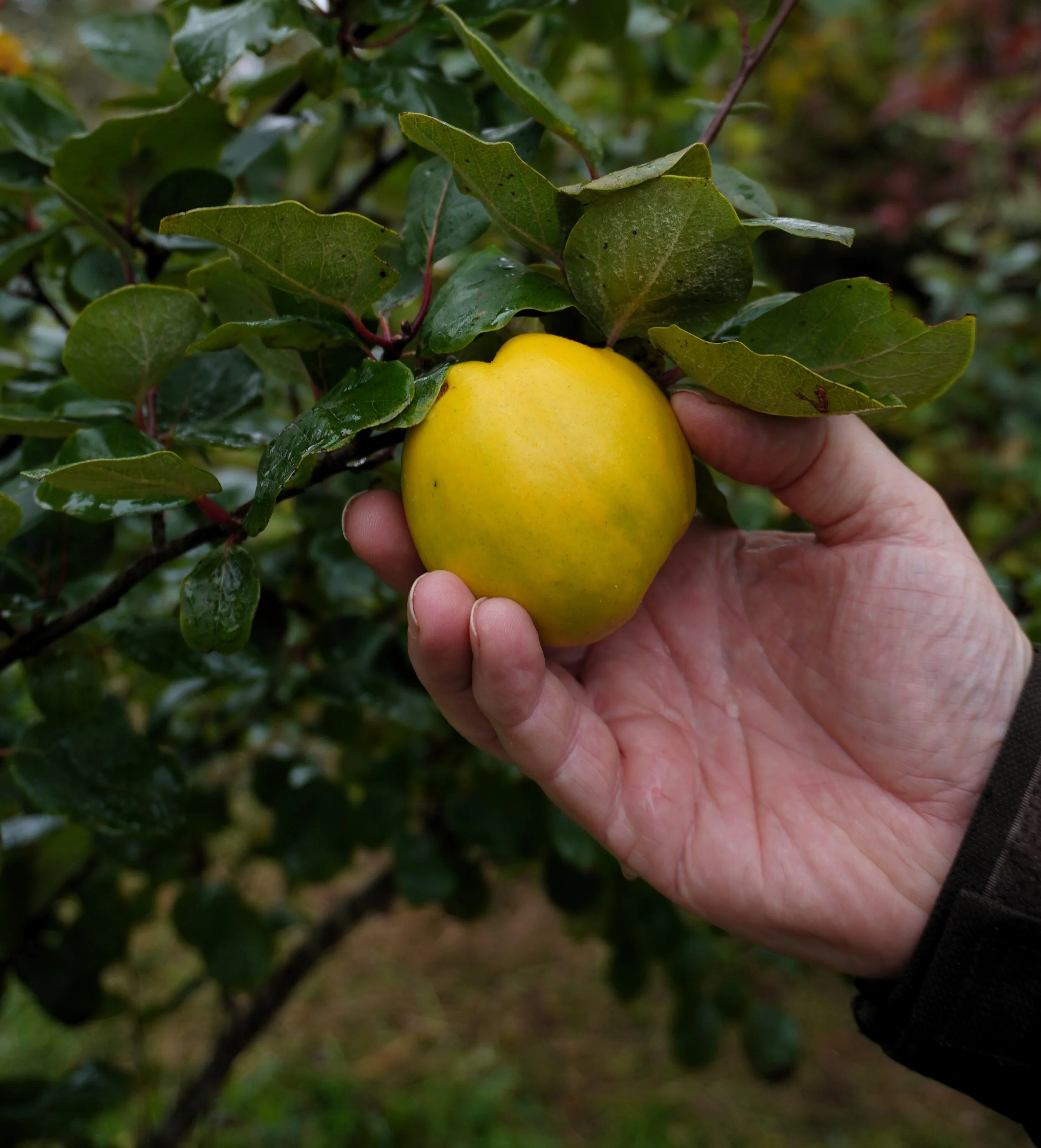 Quince (Cydonia) Serbian Gold