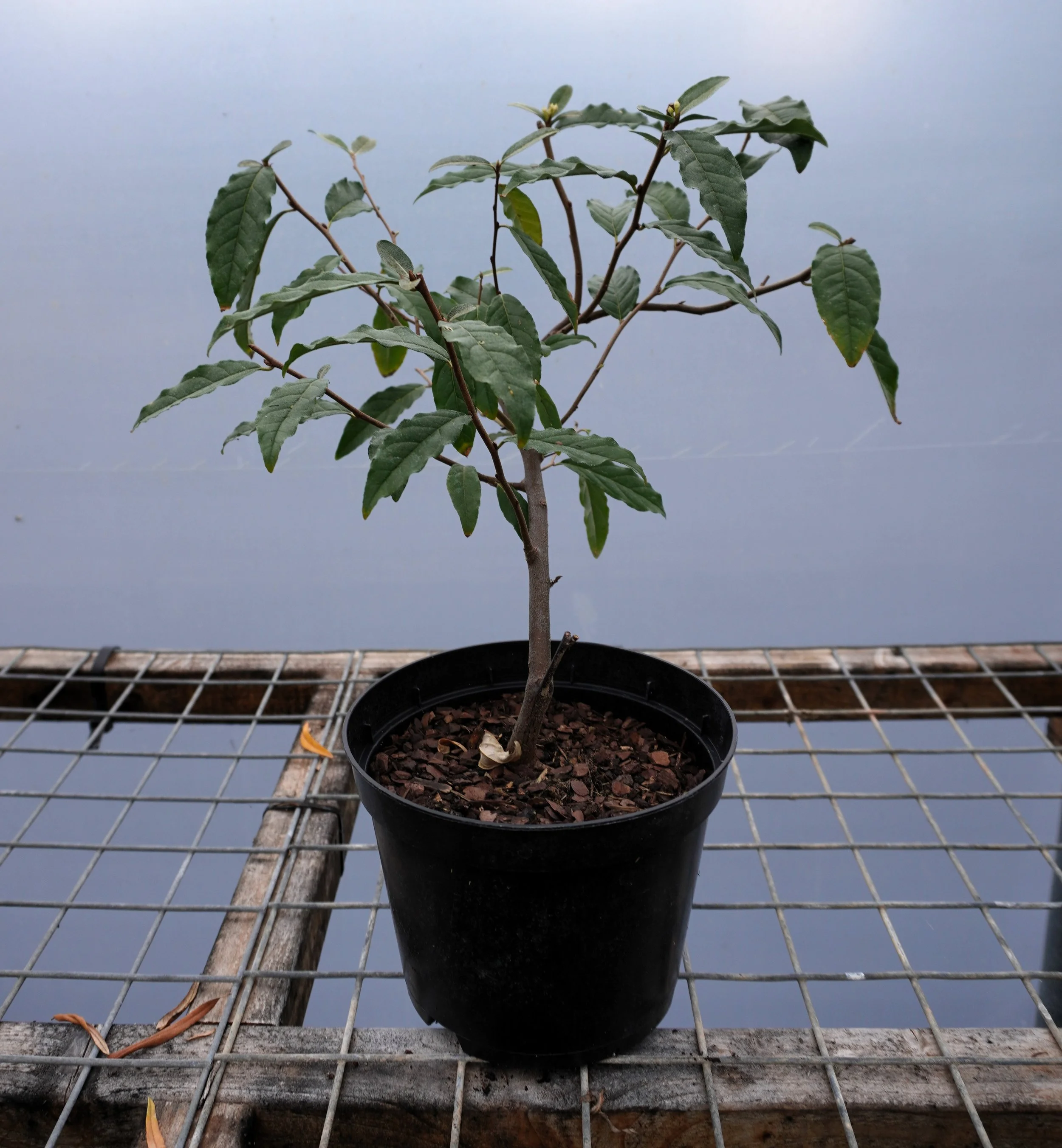Elaeagnus amorosa pointella.jpg
