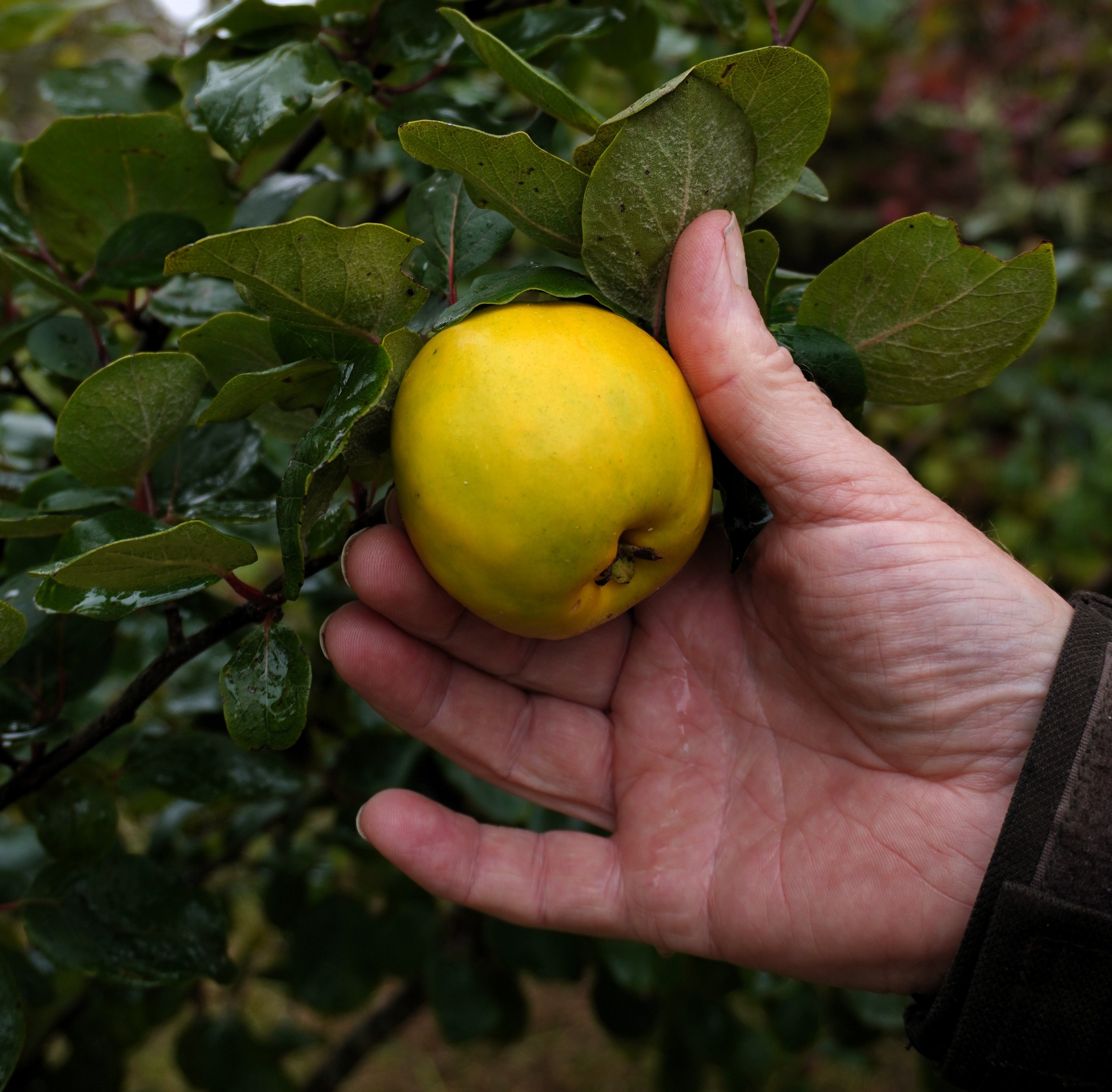 Quince Cydonia variety Serbian Gold2.jpg