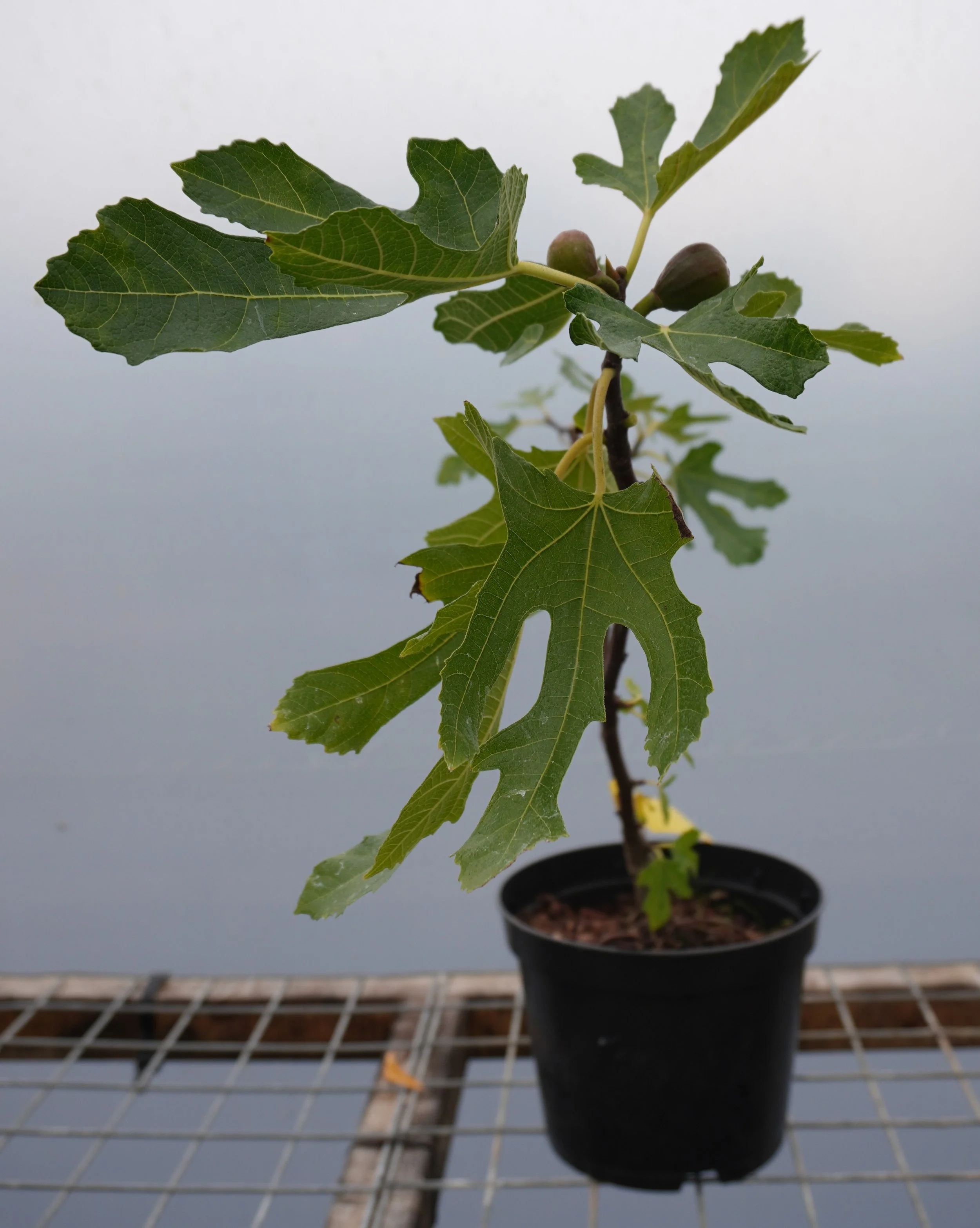 Fig (Ficus carica) Variety: Little Miss Figgy (1 litre pot)