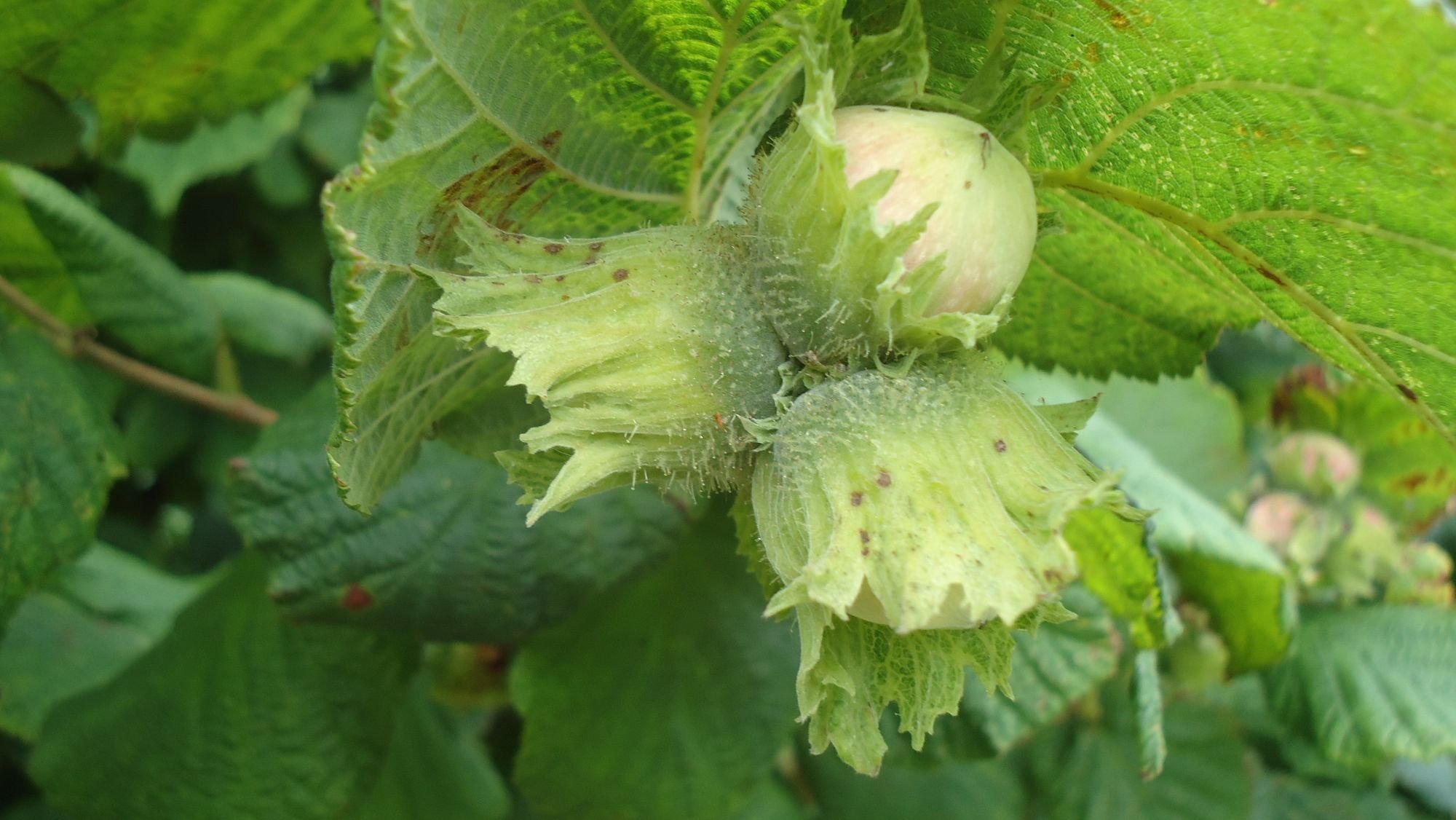 Filbert: Cosford cob (Corylus maxima)     CLICK & COLLECT