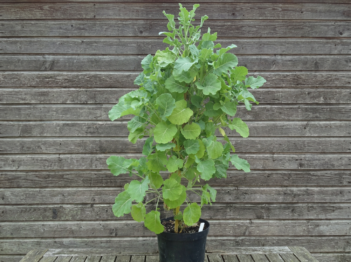 Kale, perennial (brassica oleracea) Daubenton's Green