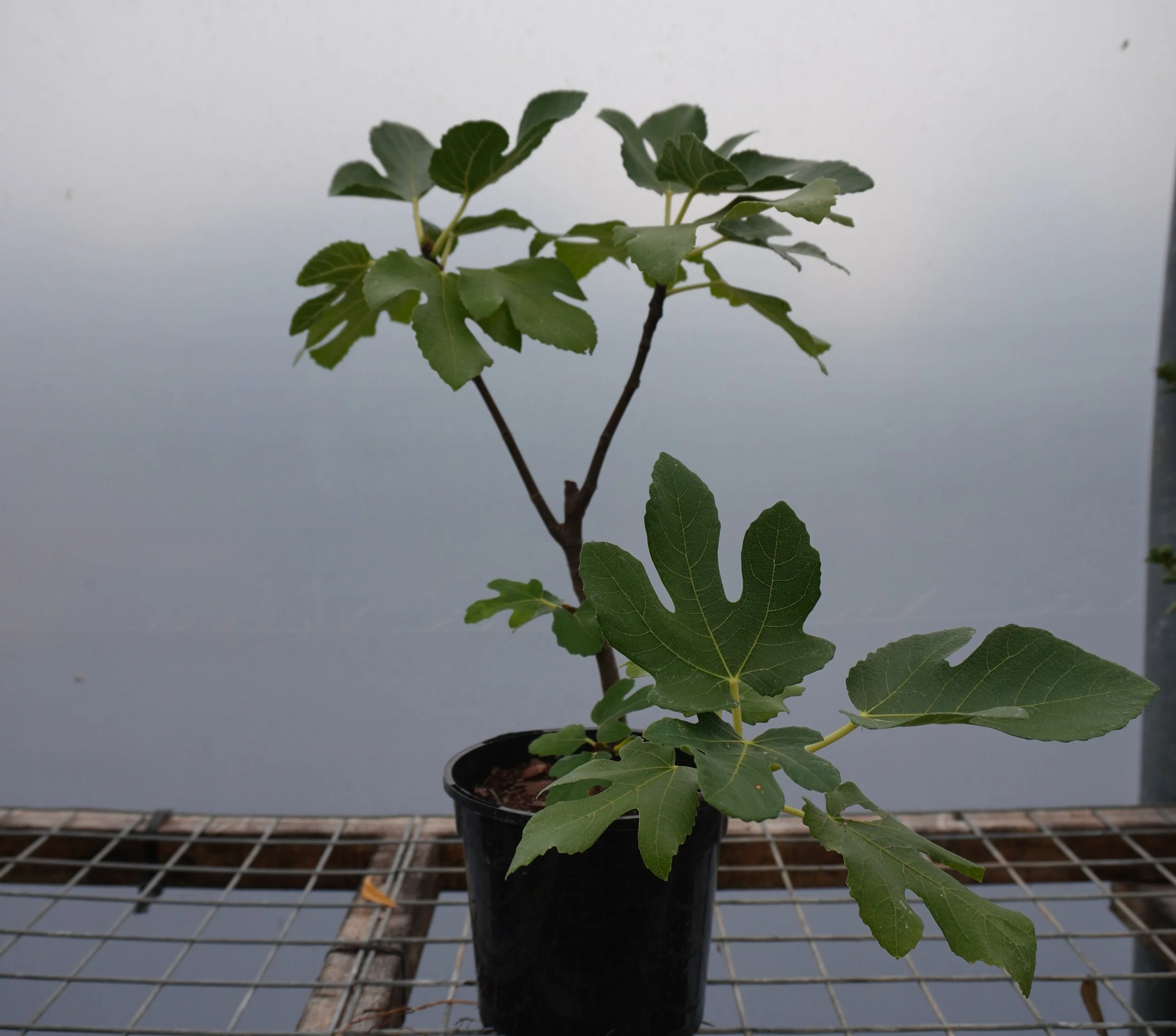 Fig Rouge de Bordeaux.jpg
